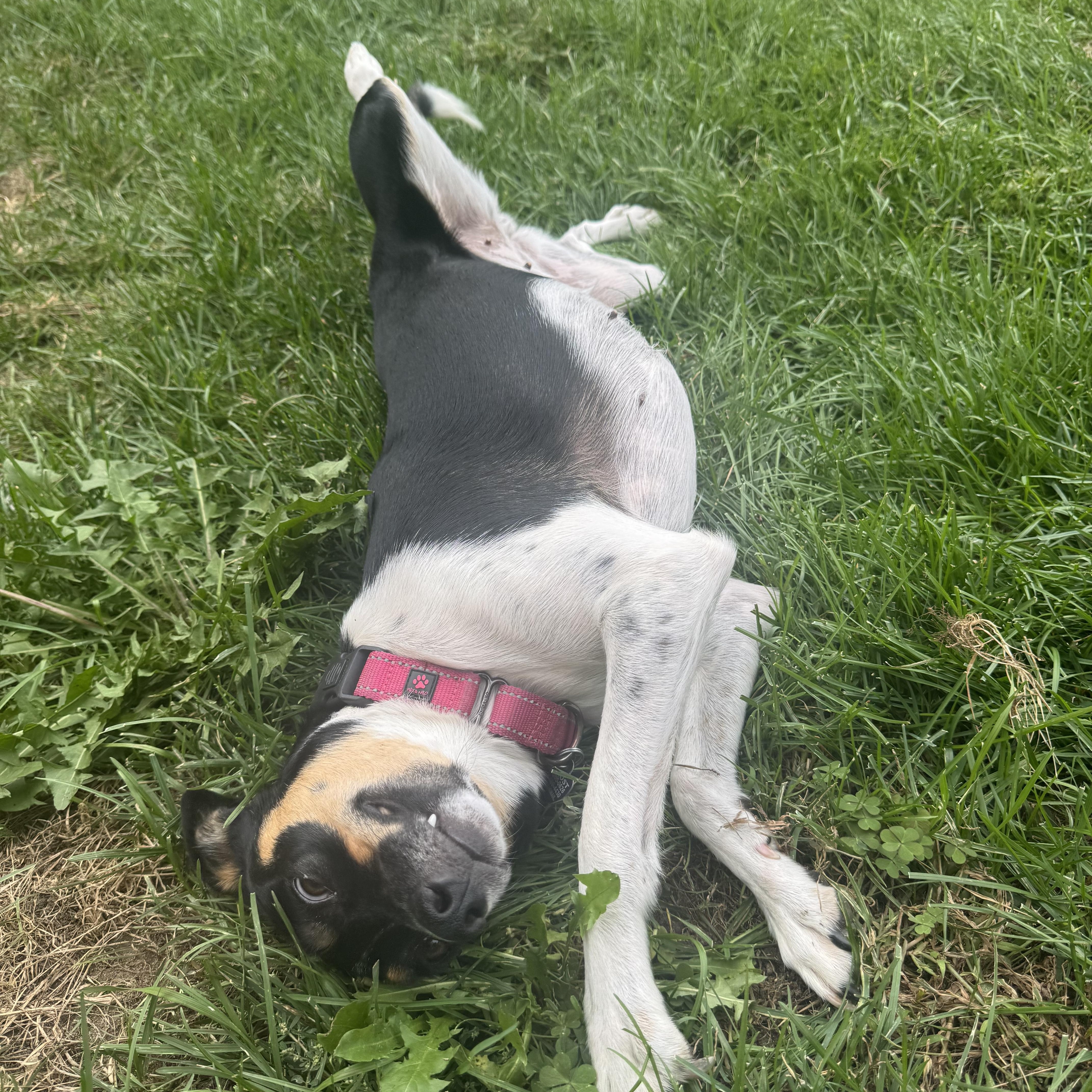 Enlarge Greta, a Adoptable mixed breed in Denver, CO image 4/5