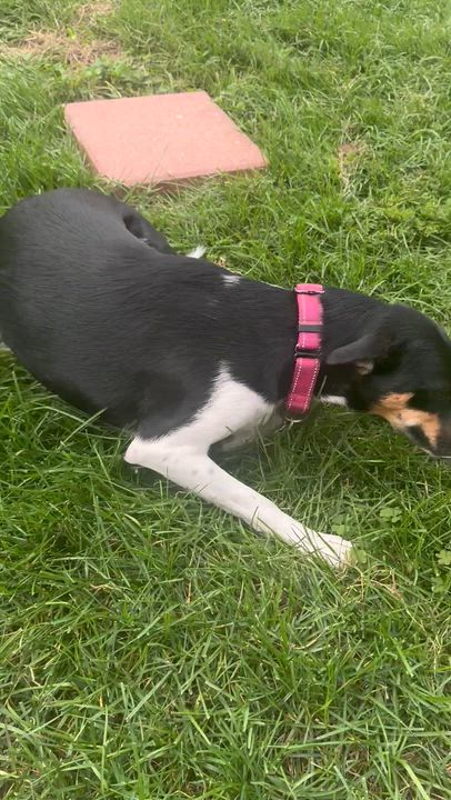Enlarge Greta, a Adoptable mixed breed in Denver, CO video 2/5