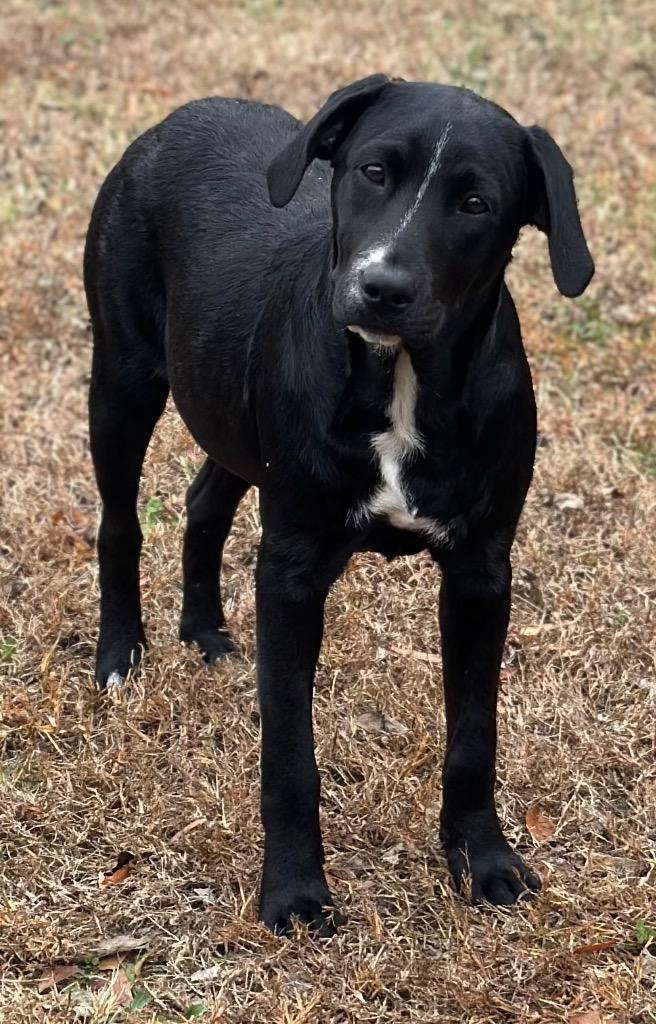 Bailey, Adoptable, Young Female Mixed Breed.