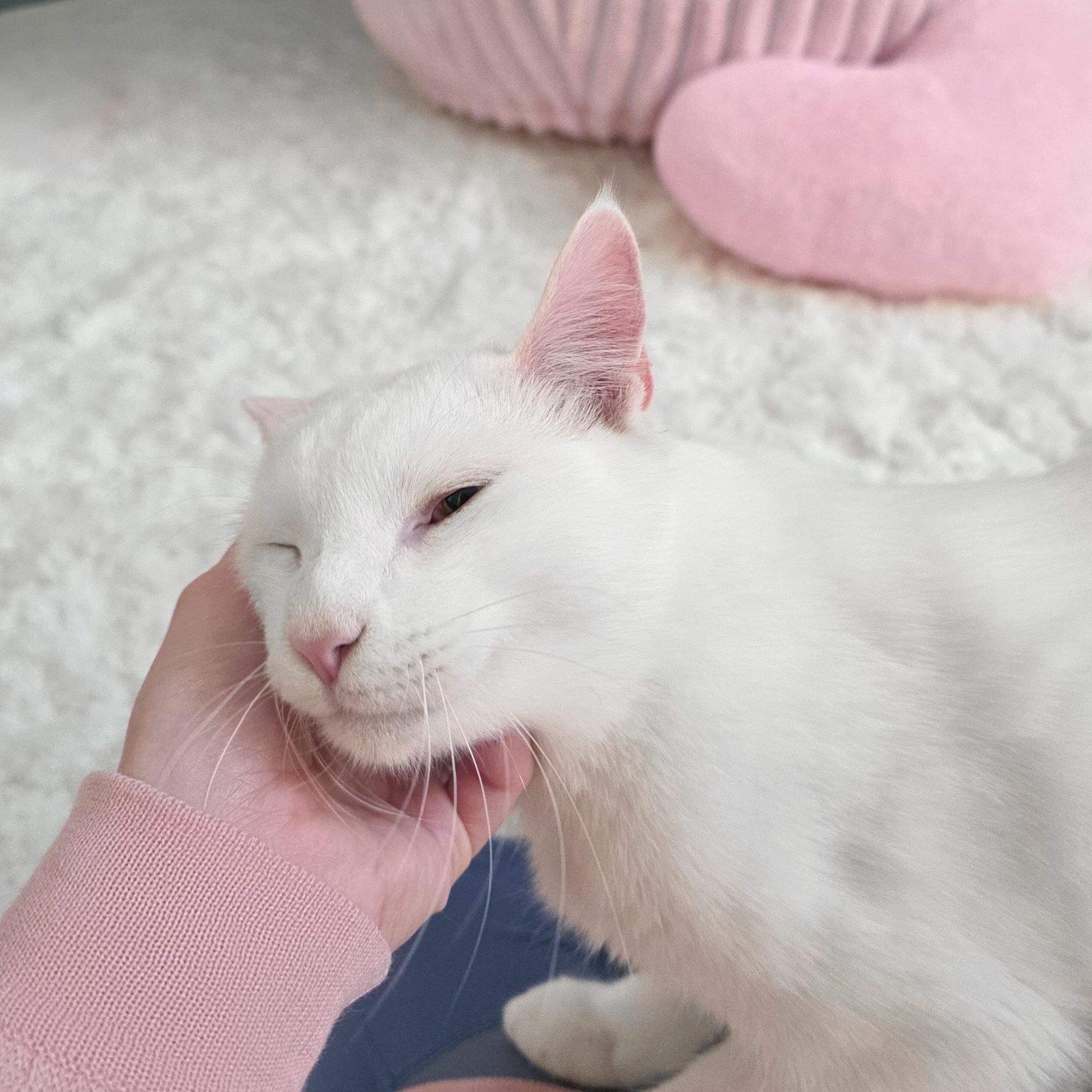 Tofu, Adoptable, Young Male Domestic Short Hair.