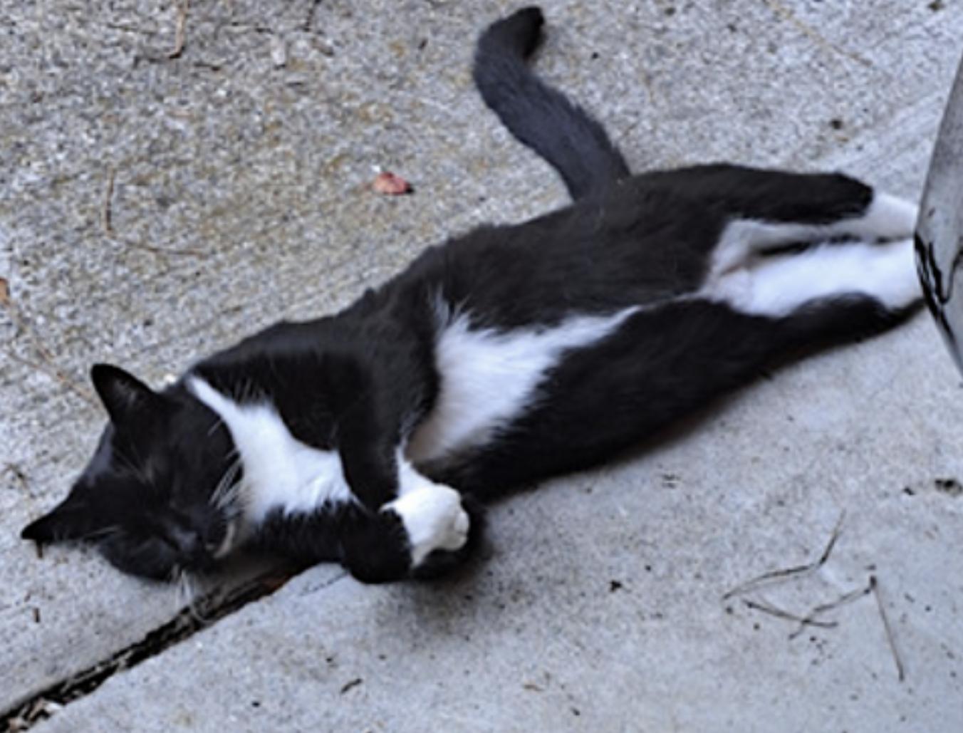 Cali and Tommy — thumbnail 5