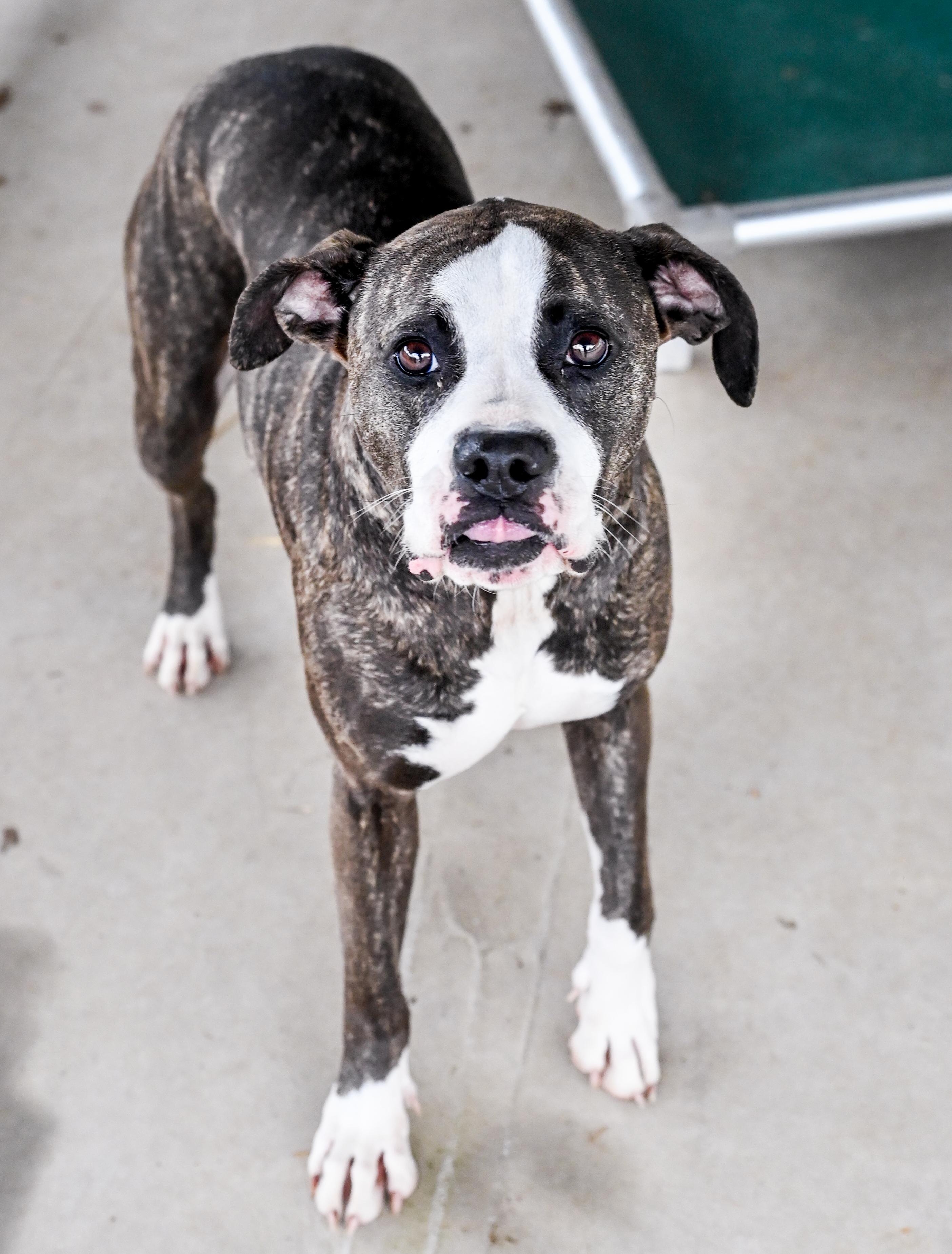 Enlarge Pearle, a ADOPTABLE mixed breed in Chattanooga, TN image 2/4