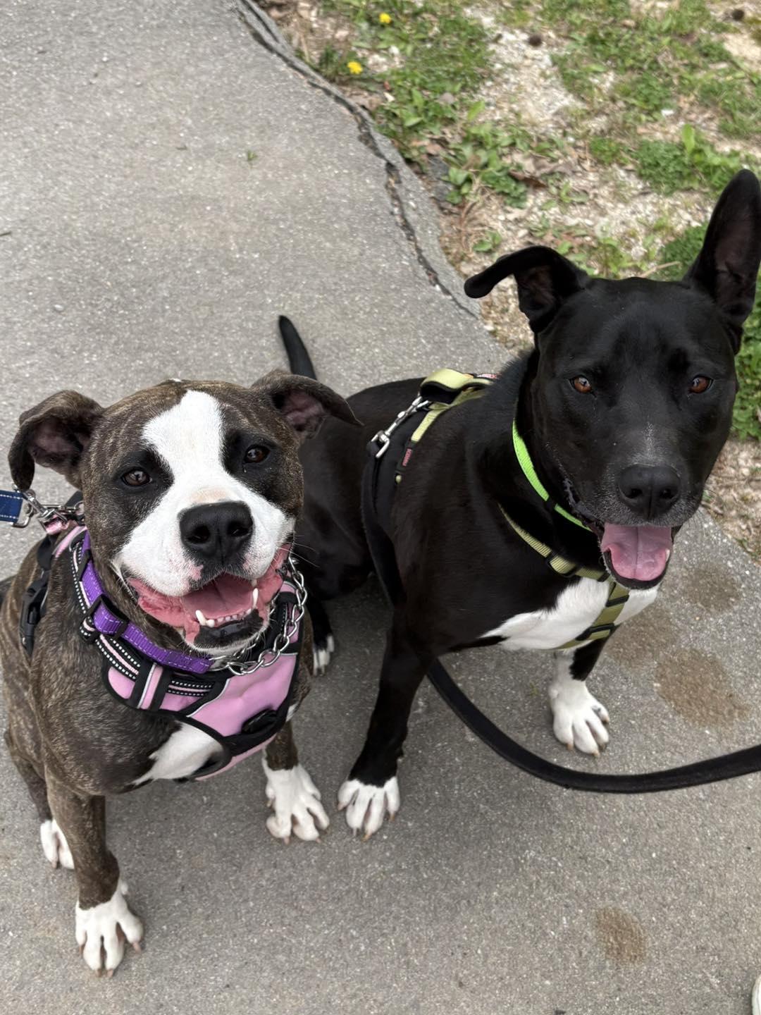 Enlarge Pearle, a ADOPTABLE mixed breed in Chattanooga, TN image 2/6