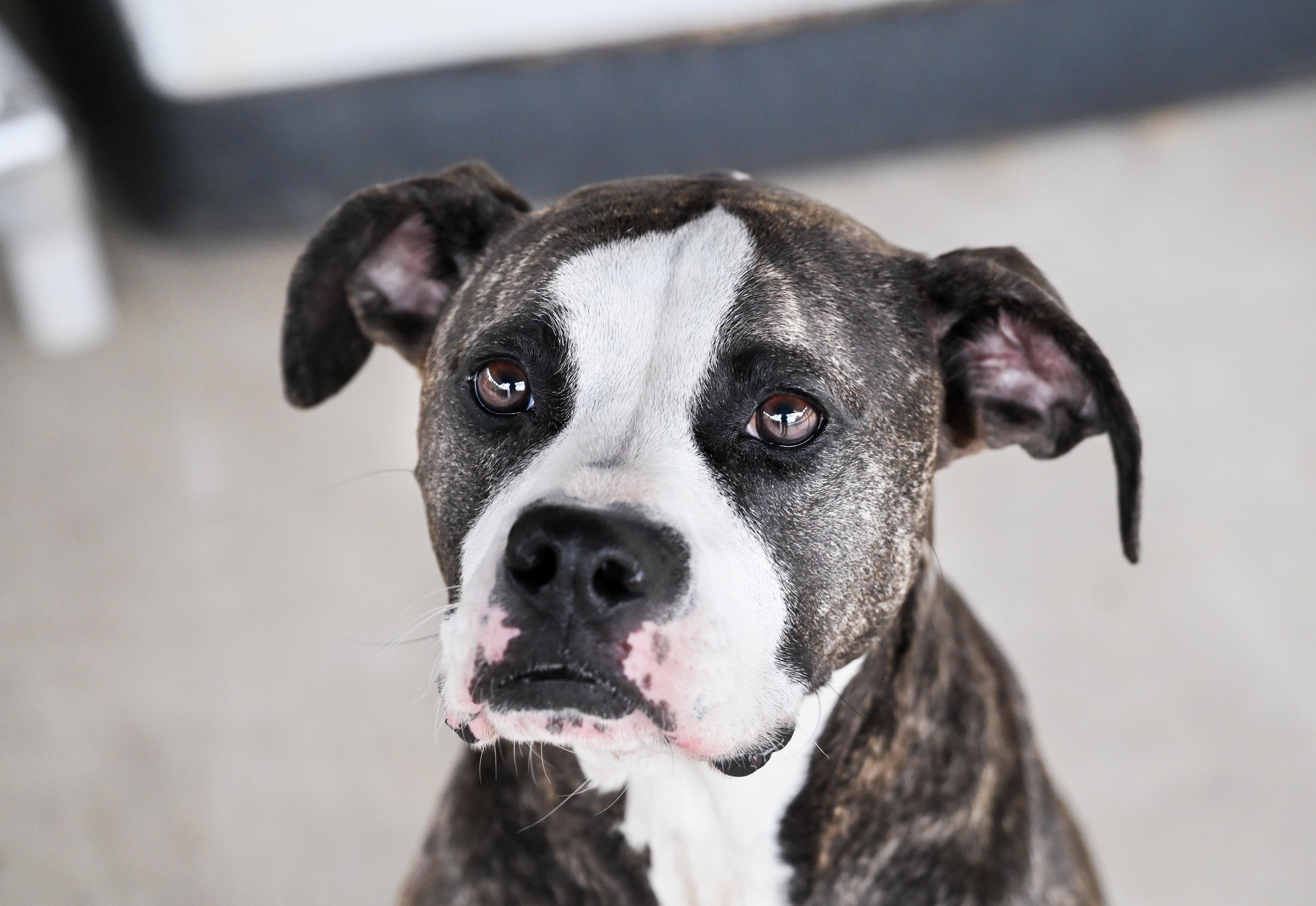 Enlarge Pearle, a ADOPTABLE mixed breed in Chattanooga, TN image 4/4