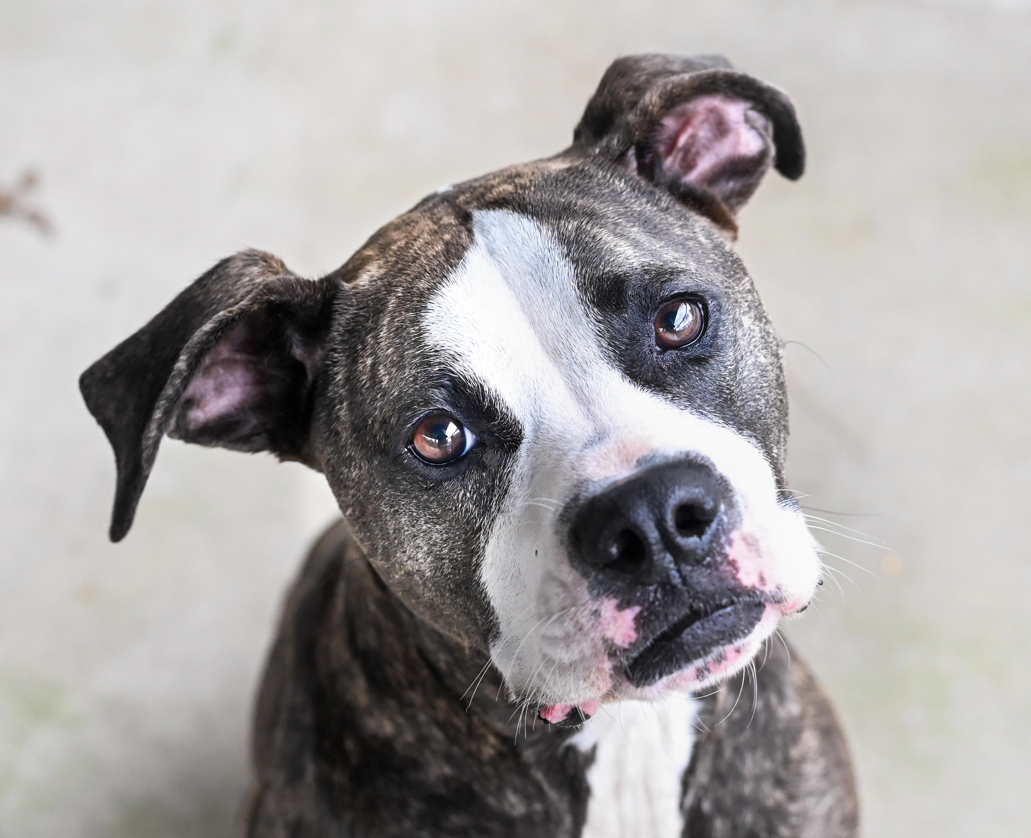 Enlarge Pearle, a ADOPTABLE mixed breed in Chattanooga, TN image 1/4