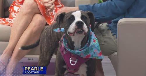 Enlarge Pearle, a ADOPTABLE mixed breed in Chattanooga, TN image 4/6