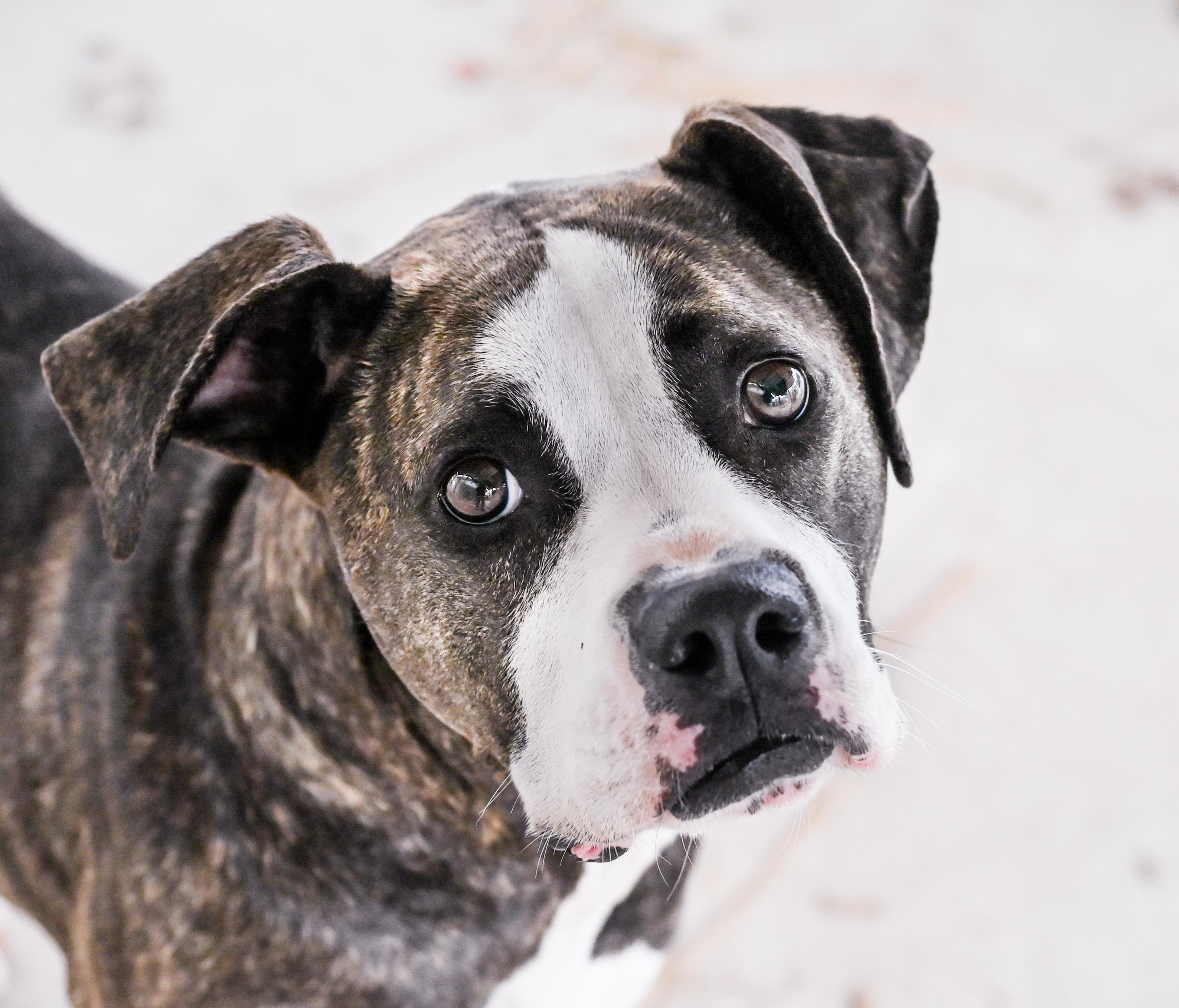 Pearle, ADOPTABLE, Adult Female Boxer & Pit Bull Terrier.