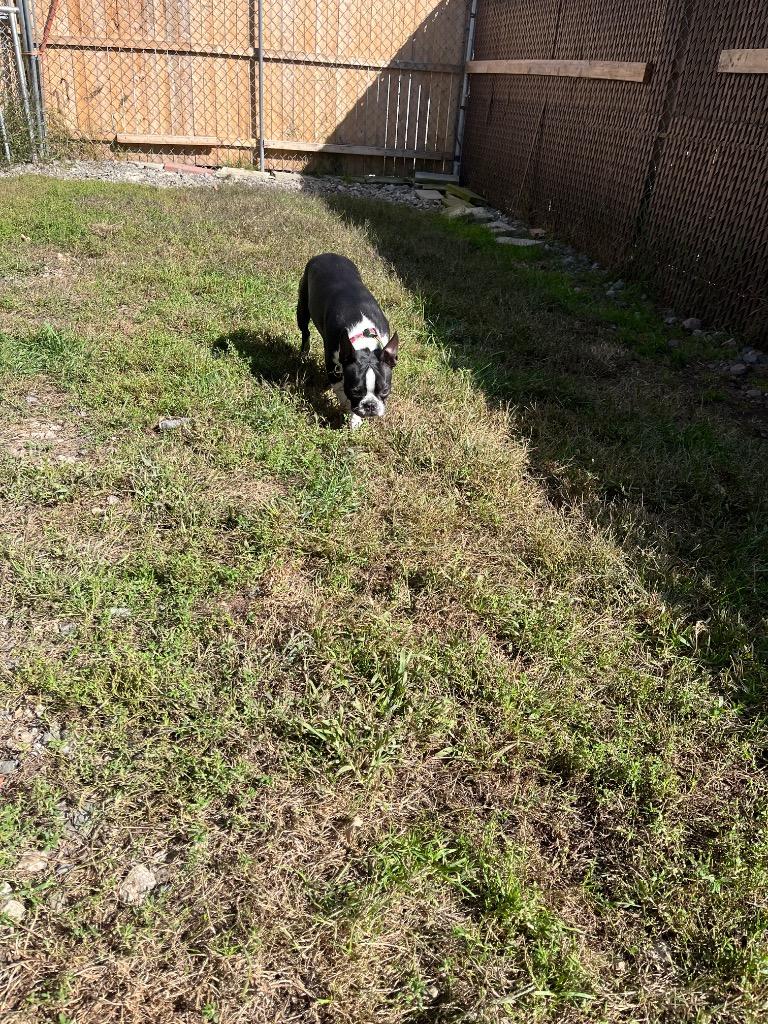 Enlarge Maisie, a Adoptable Boston Terrier in Lunenburg, VT image 1/1