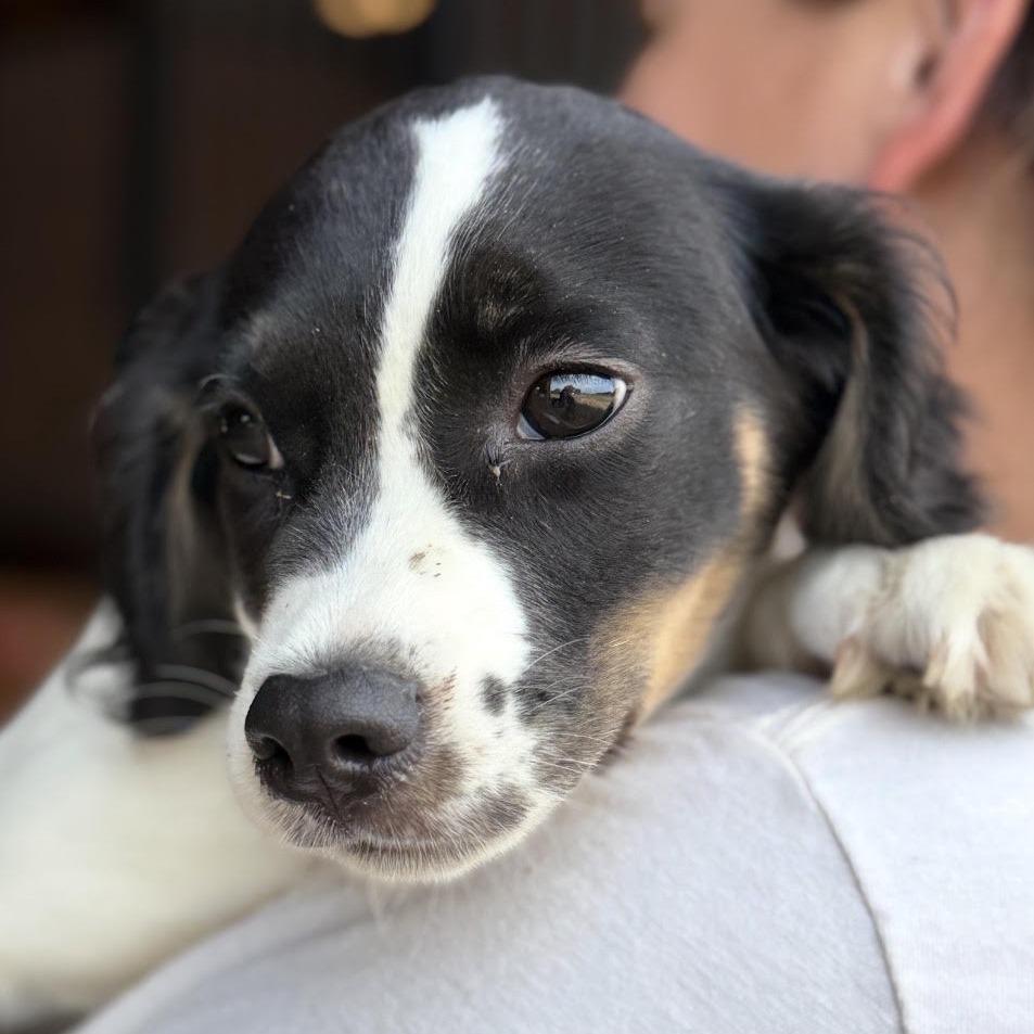 Simon, Adopted, Young Male Spaniel.