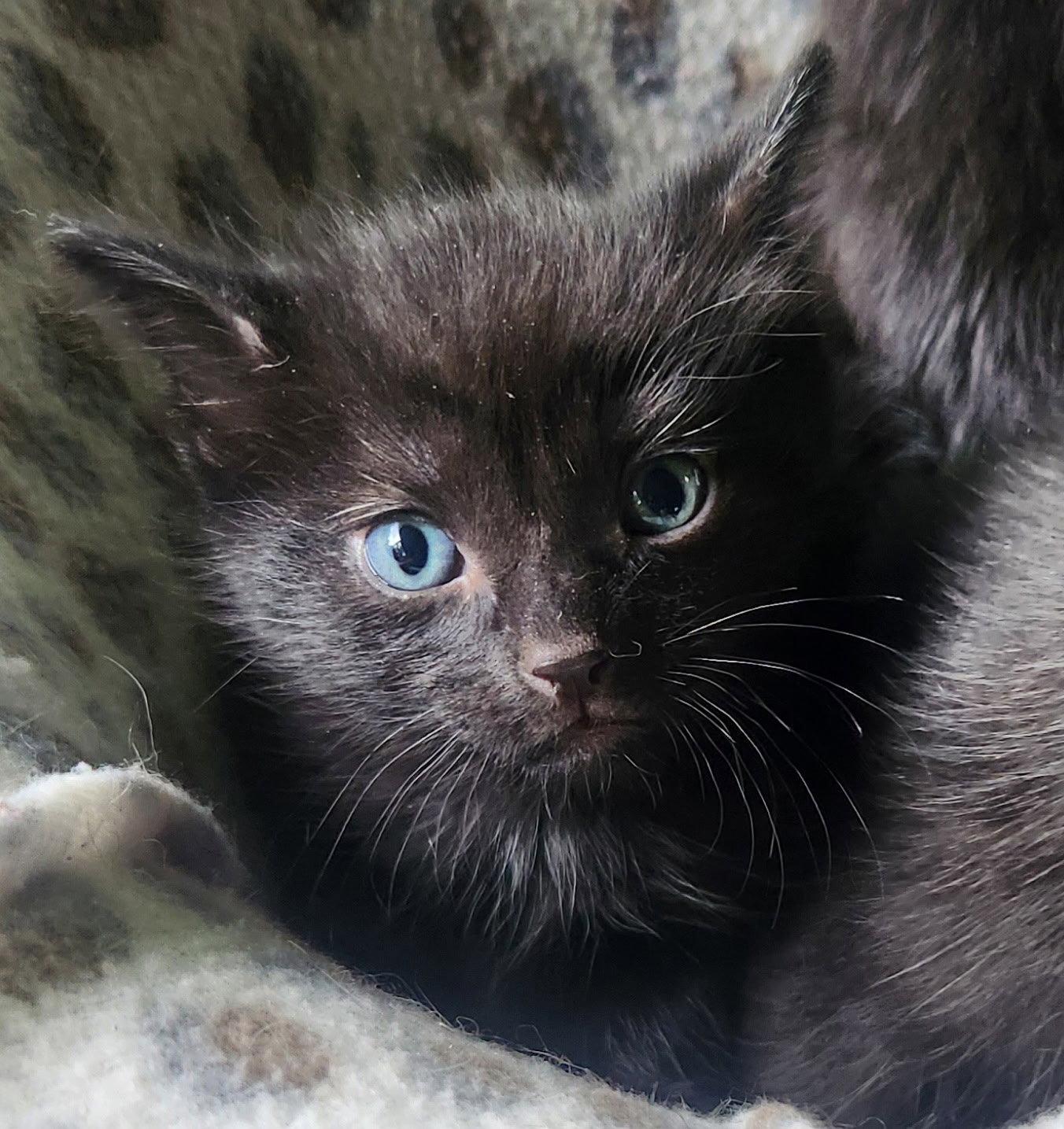 Enlarge Asher, a Adoptable Domestic Medium Hair in Blairsville, GA image 2/2