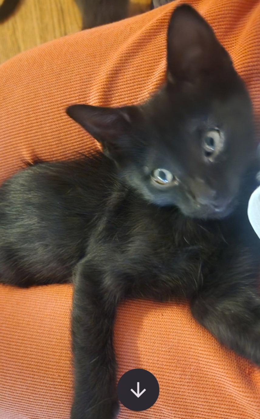 Asher, Adoptable, Kitten Male Domestic Medium Hair.