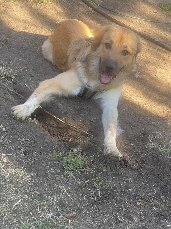 Atticus, Adopted, Young Male Golden Retriever & Great Pyrenees.
