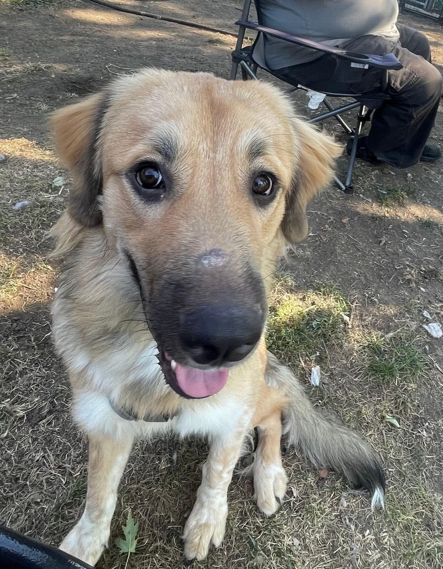 Enlarge Atticus, a Adopted mixed breed in East Peoria, IL image 3/5