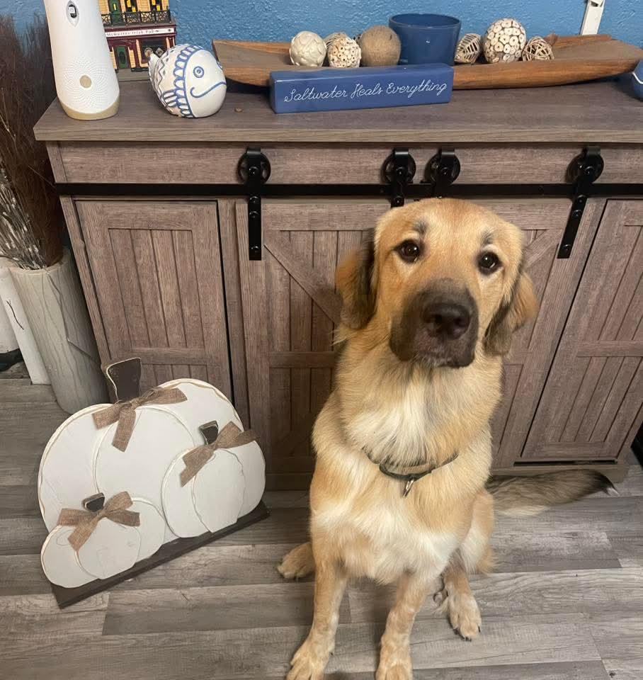 Enlarge Atticus, a Adopted mixed breed in East Peoria, IL image 4/5