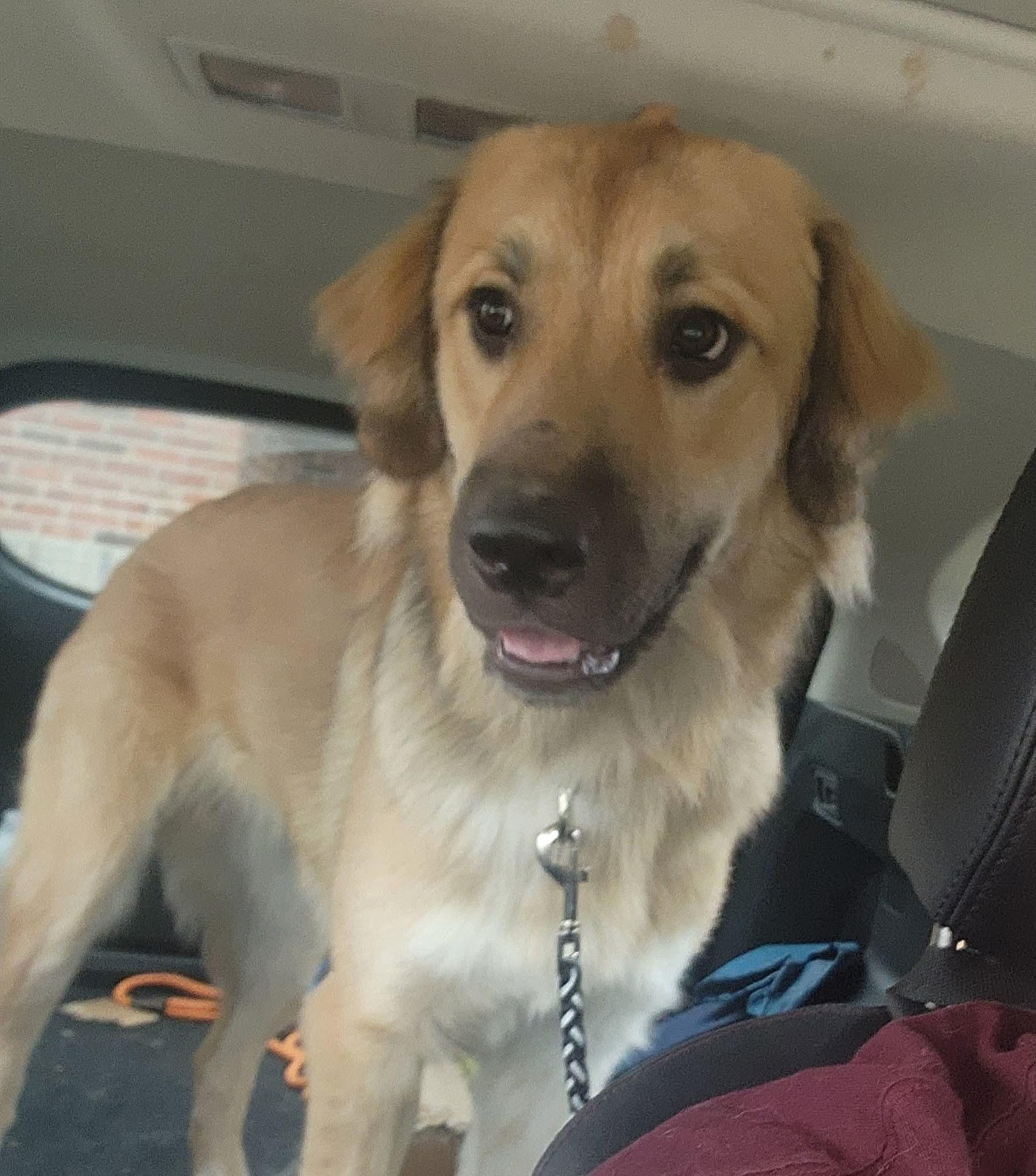 Enlarge Atticus, a Adopted mixed breed in East Peoria, IL image 5/5