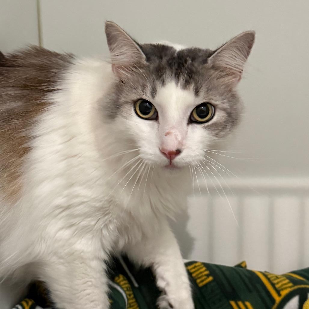 Joey, Adoptable, Senior Male Domestic Long Hair.