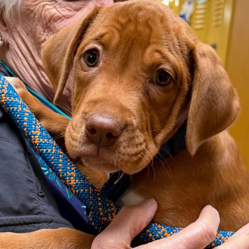 Enlarge Peter, a ADOPTABLE mixed breed in Dunkirk , NY image 6/6