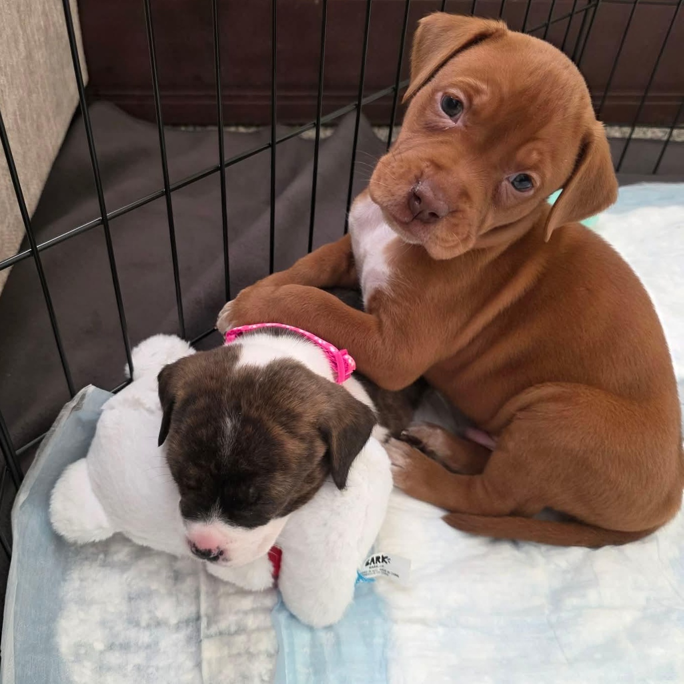 Enlarge Peter, a ADOPTABLE mixed breed in Dunkirk , NY image 5/6