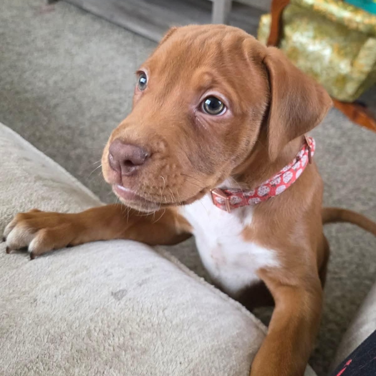 Peter, ADOPTABLE, Puppy Male Labrador Retriever & Pit Bull Terrier.