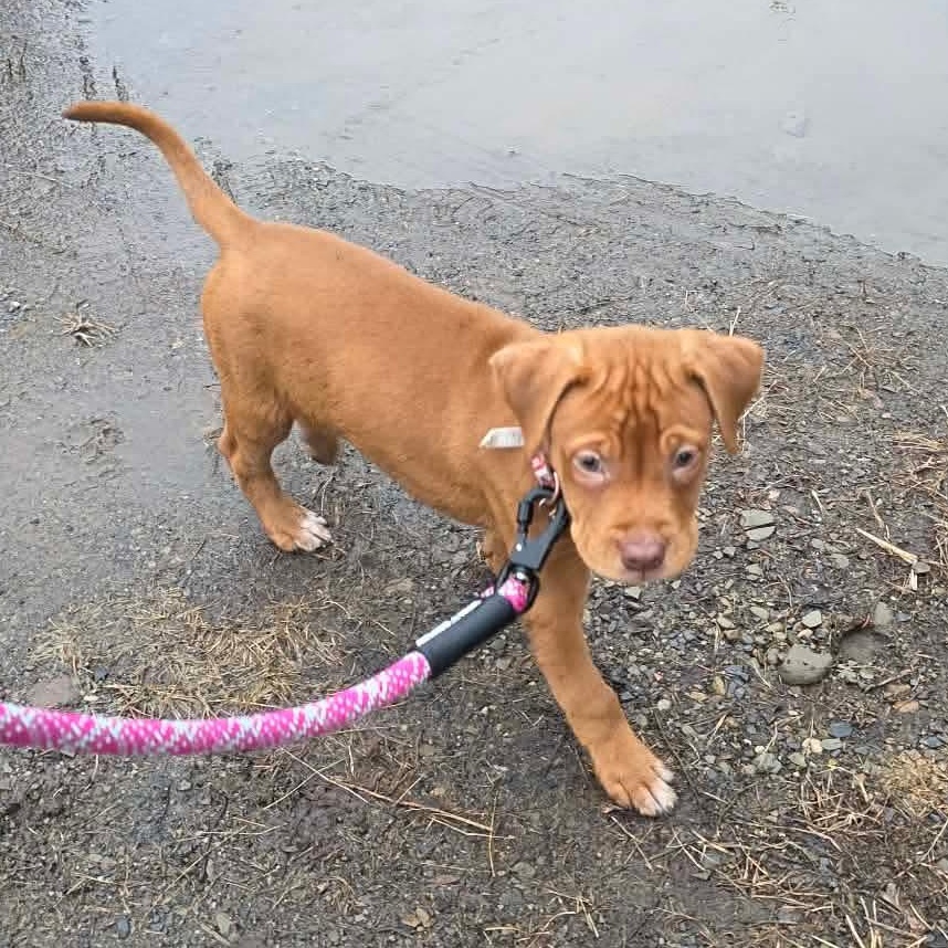 Enlarge Peter, a ADOPTABLE mixed breed in Dunkirk , NY image 5/6