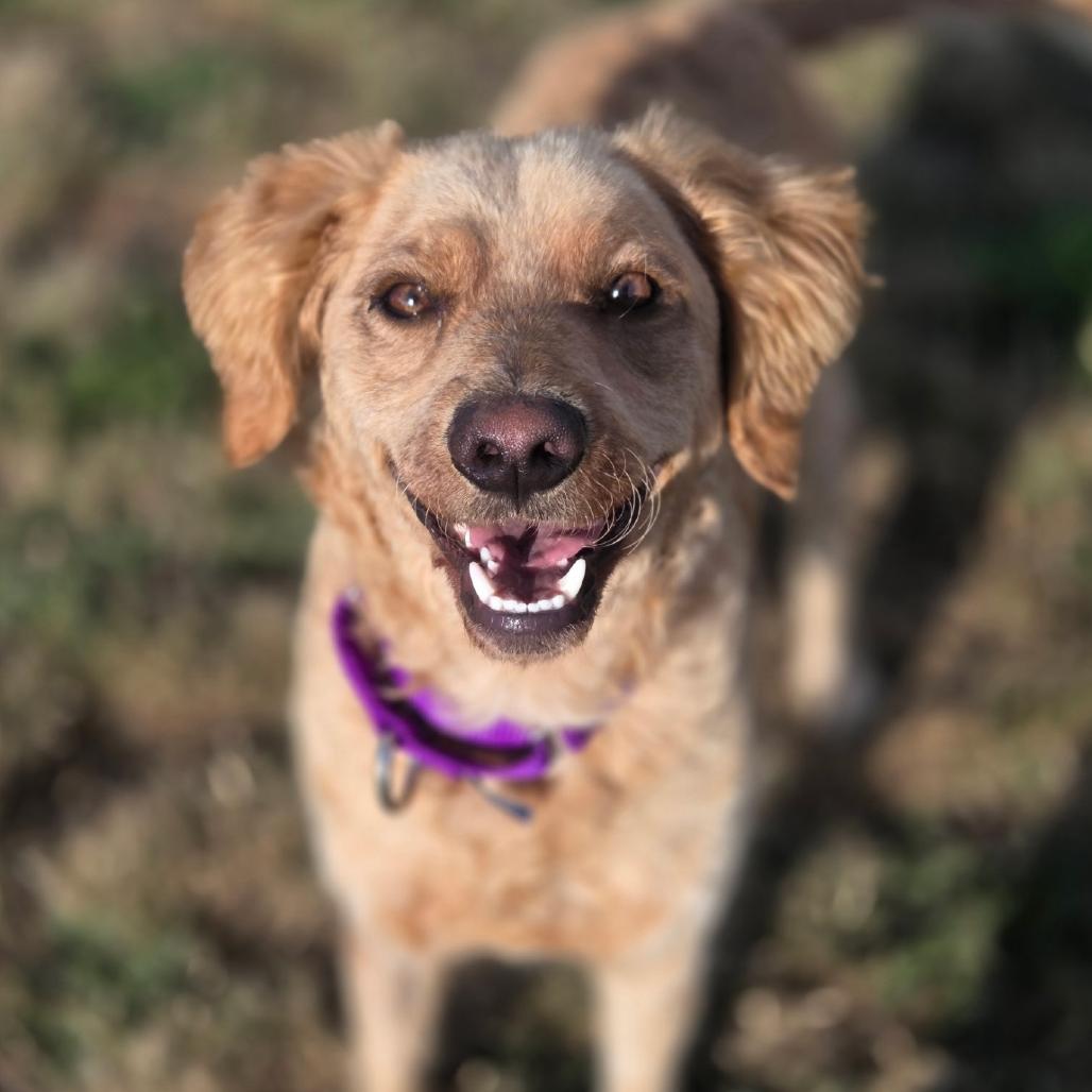 Felix, a ADOPTABLE mixed breed in Port Angeles, WA image 1/3