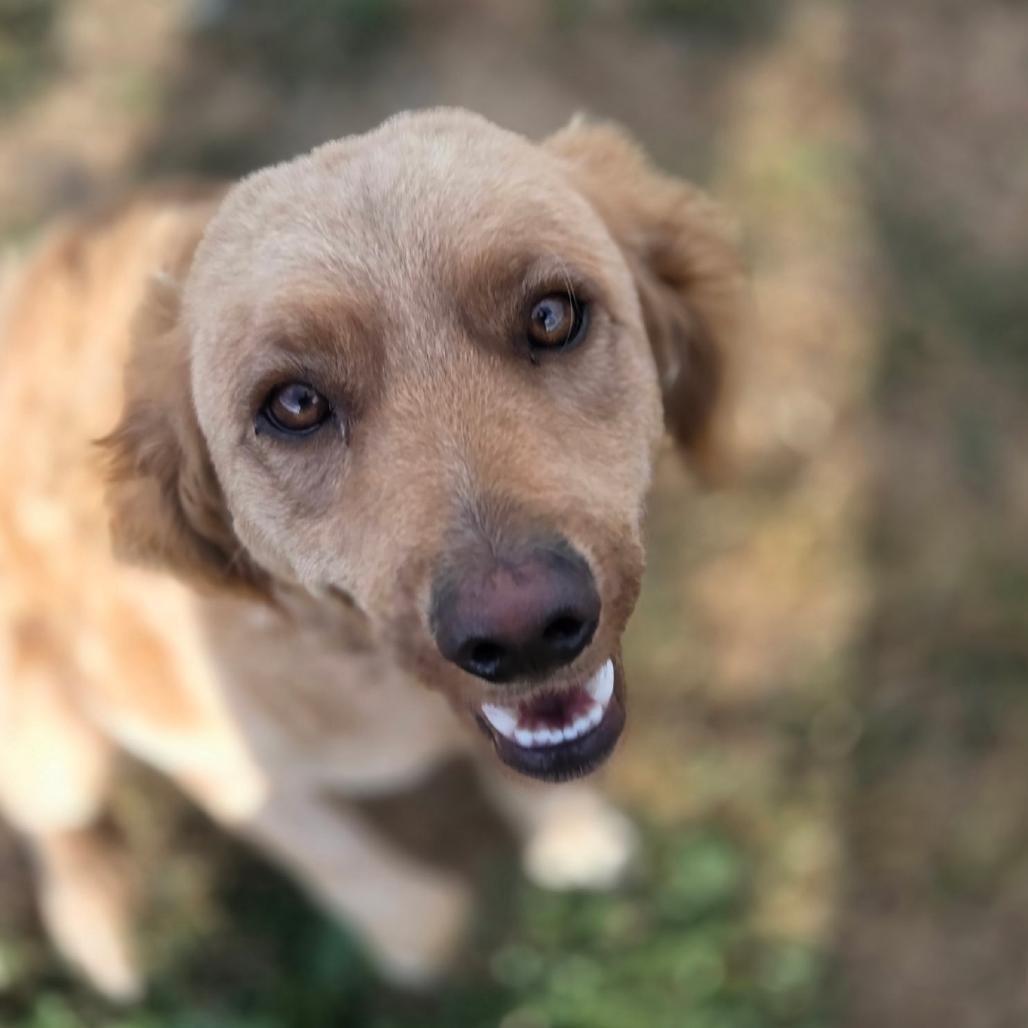 Felix, a ADOPTABLE mixed breed in Port Angeles, WA image 3/3