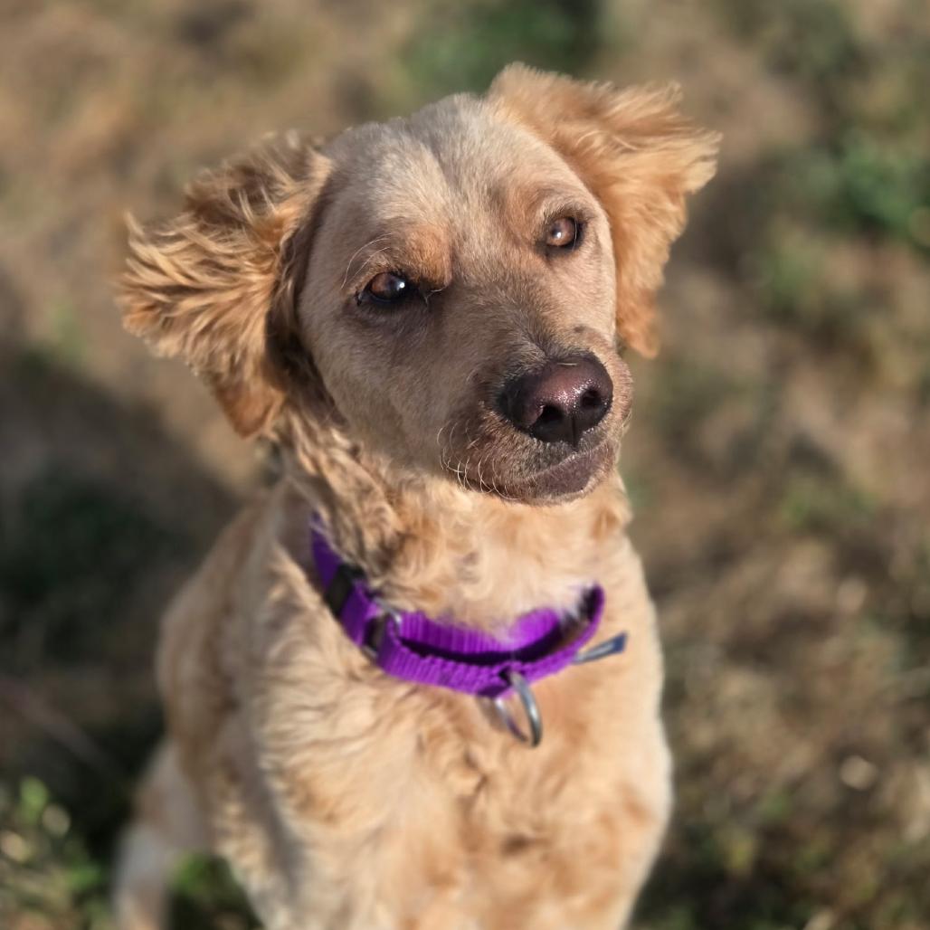 Felix, a ADOPTABLE mixed breed in Port Angeles, WA image 2/3