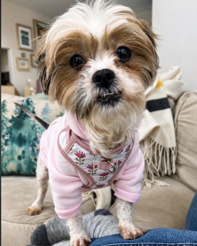 Harper, adopted, Young Female Shih Tzu.
