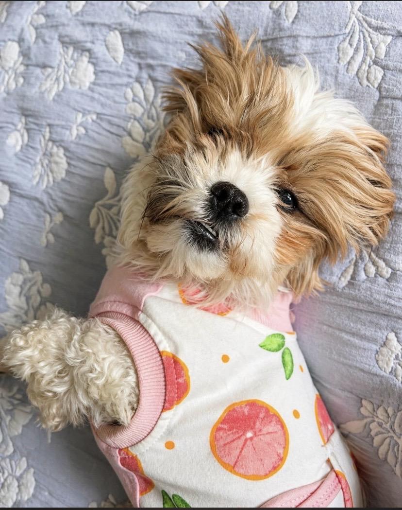Enlarge Harper, an adopted Shih Tzu in Philadelphia, PA image 2/2