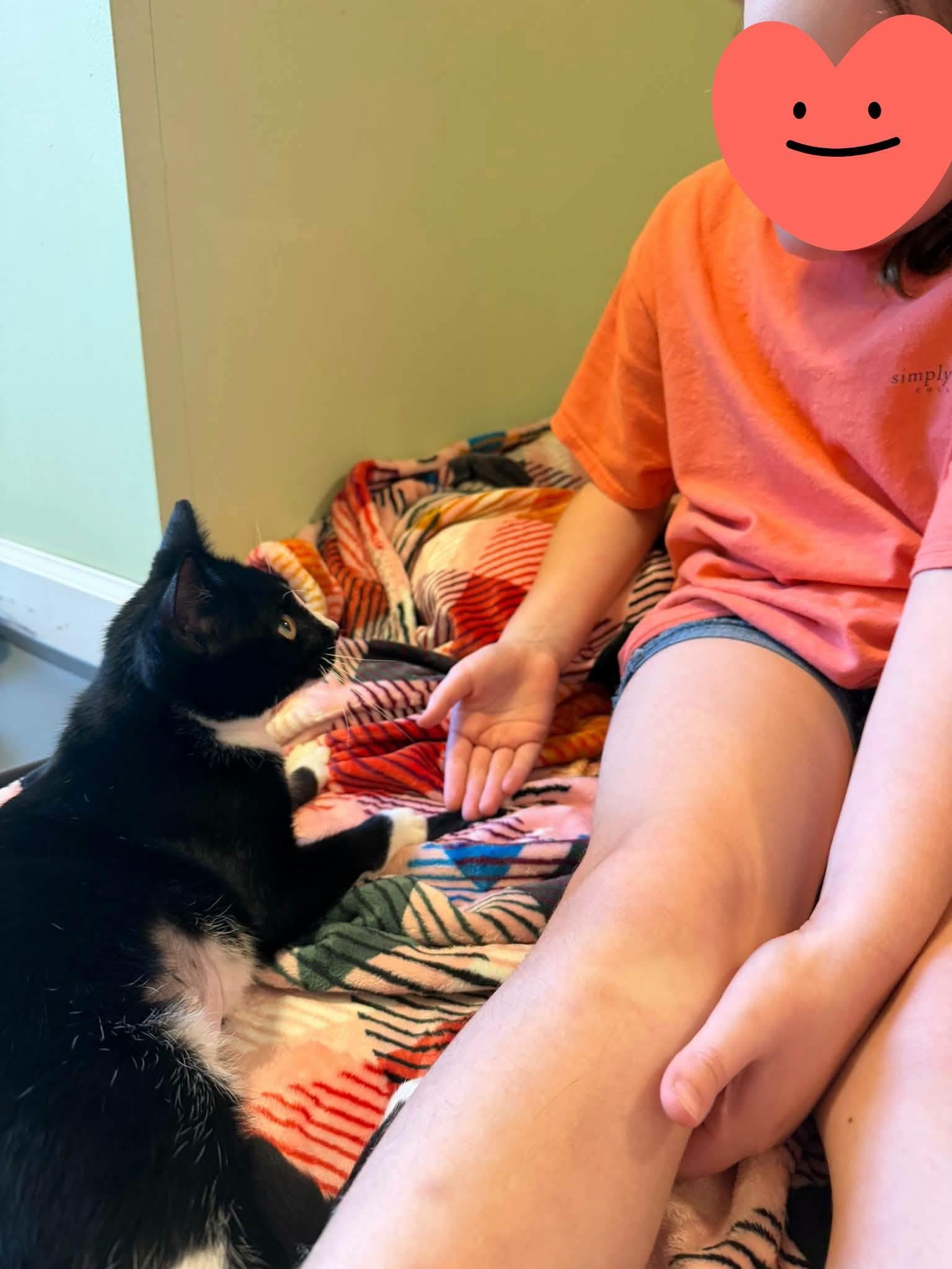 Enlarge Mary Reed, a Adoptable Domestic Short Hair in Burlington, NC image 5/6