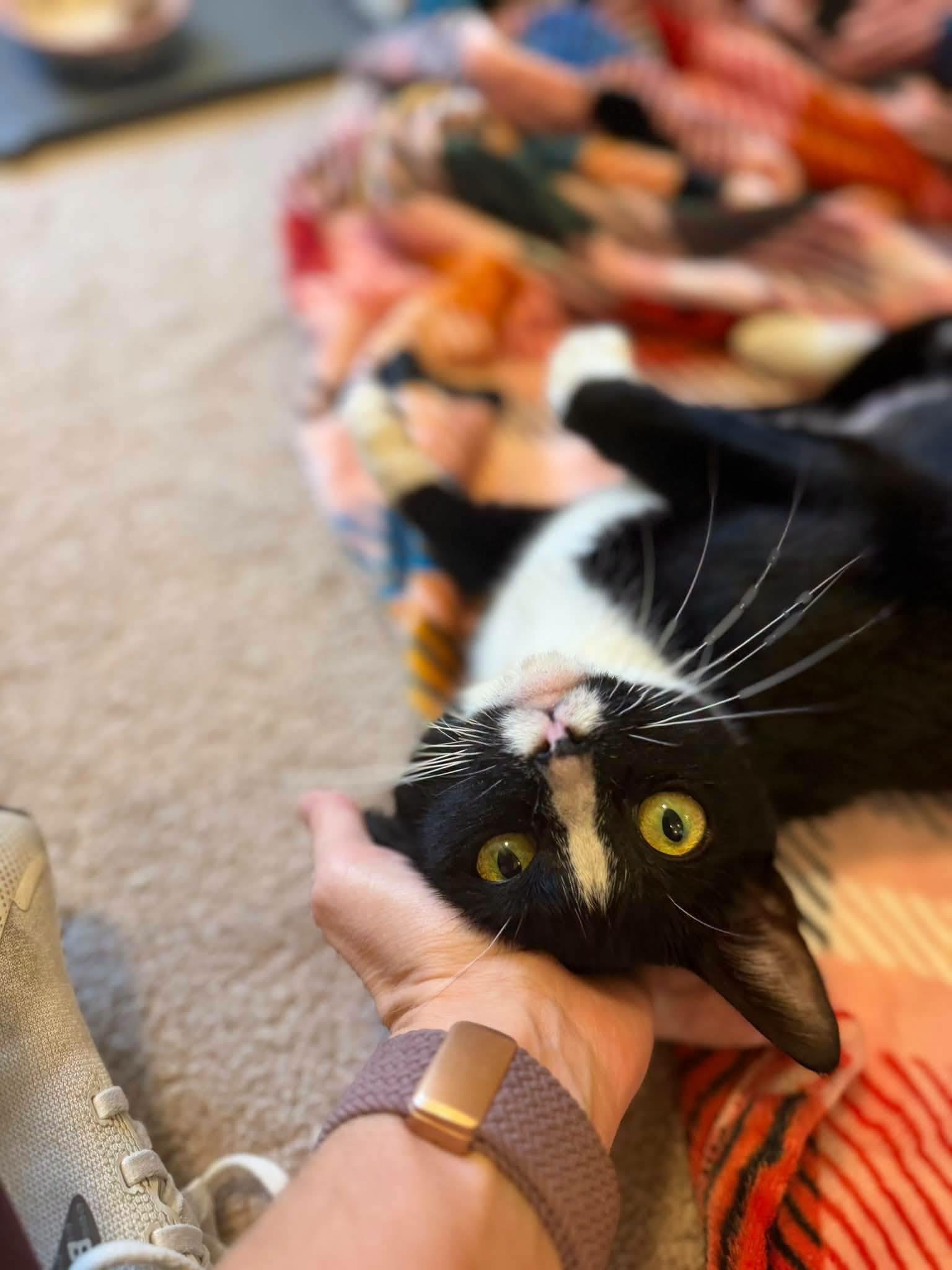 Enlarge Mary Reed, a Adoptable Domestic Short Hair in Burlington, NC image 3/6