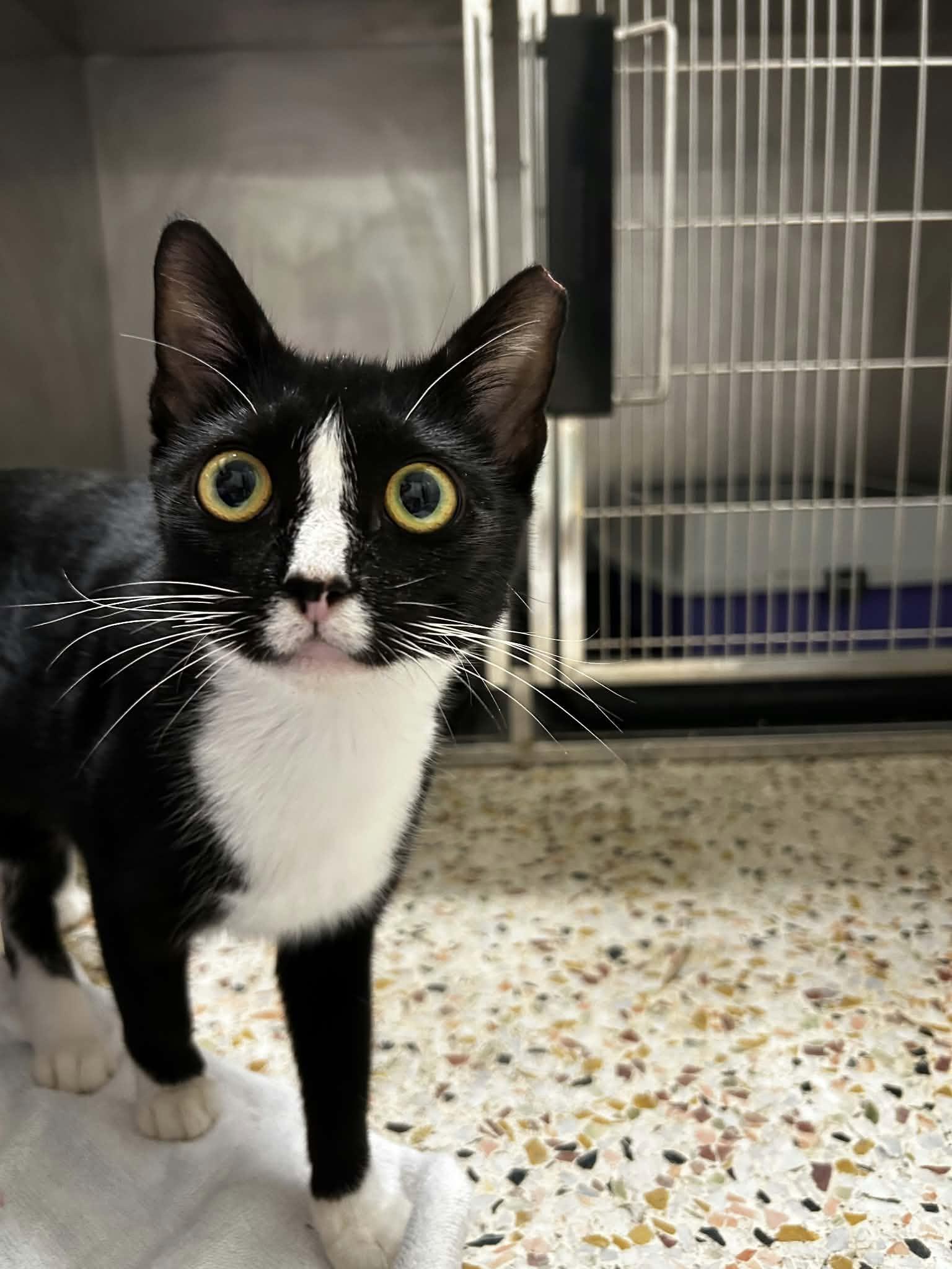Enlarge Mary Reed, a Adoptable Domestic Short Hair in Burlington, NC image 2/6