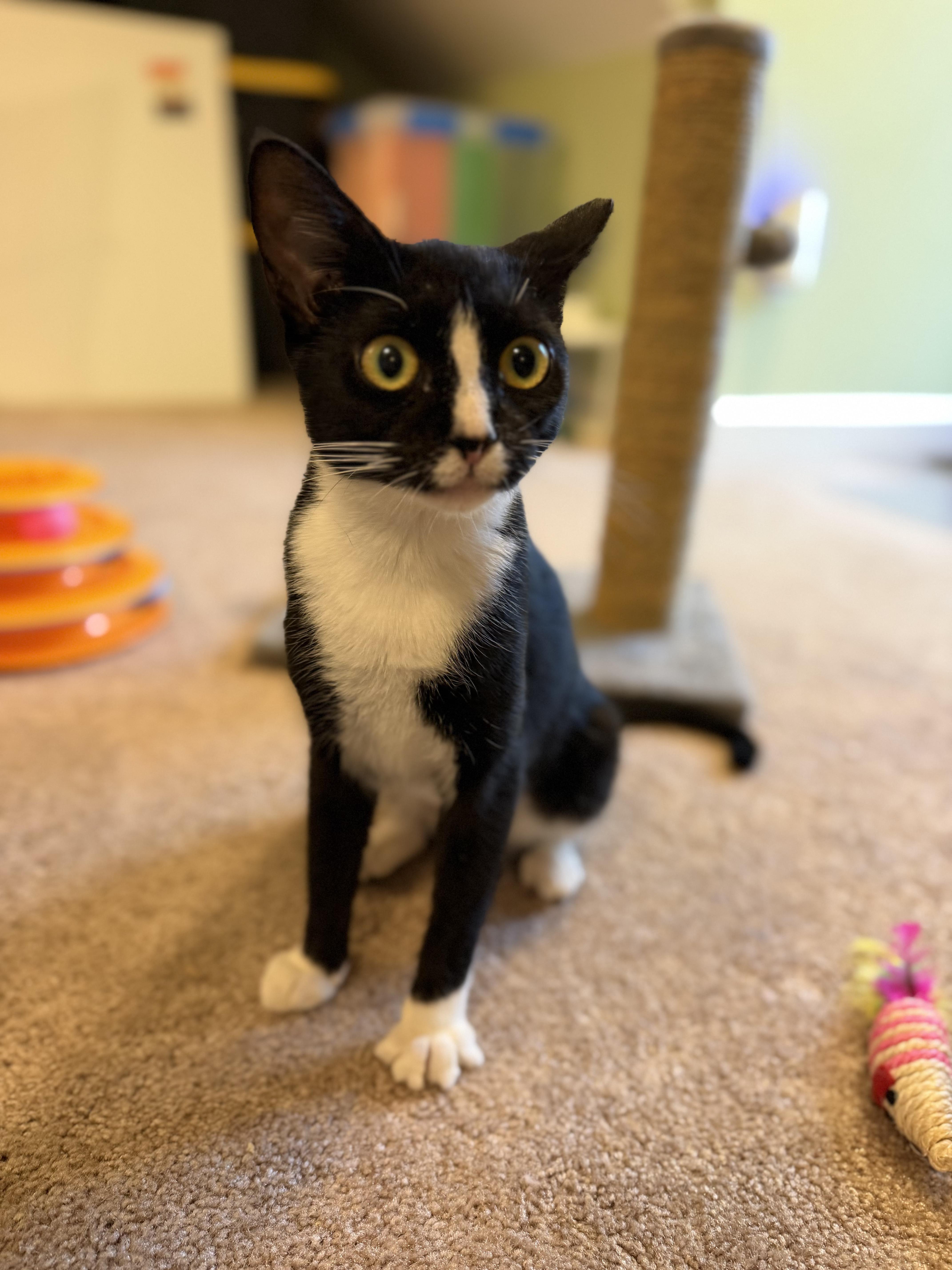 Mary Reed, Adoptable, Adult Female Domestic Short Hair.