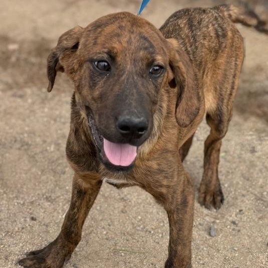 Rome, Adoptable, Puppy Male Labrador Retriever.