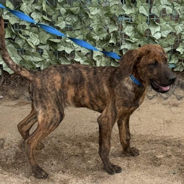 Rome, a Adoptable mixed breed in Hesperia, CA image 2/3