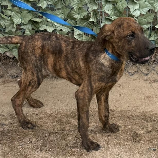 Rome, a Adoptable mixed breed in Hesperia, CA image 3/3