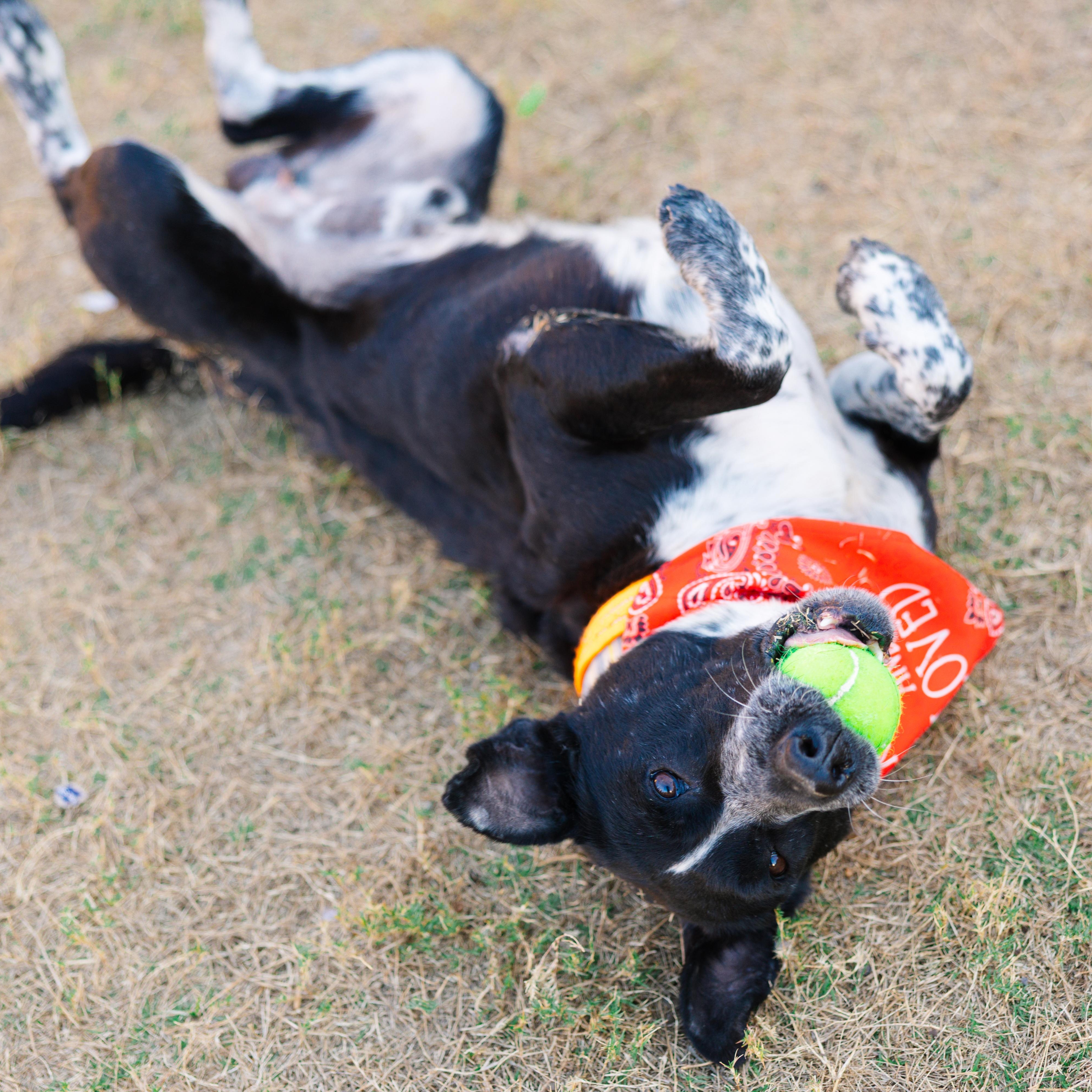 Enlarge Bravo, a Adoptable mixed breed in Austin, TX image 3/5