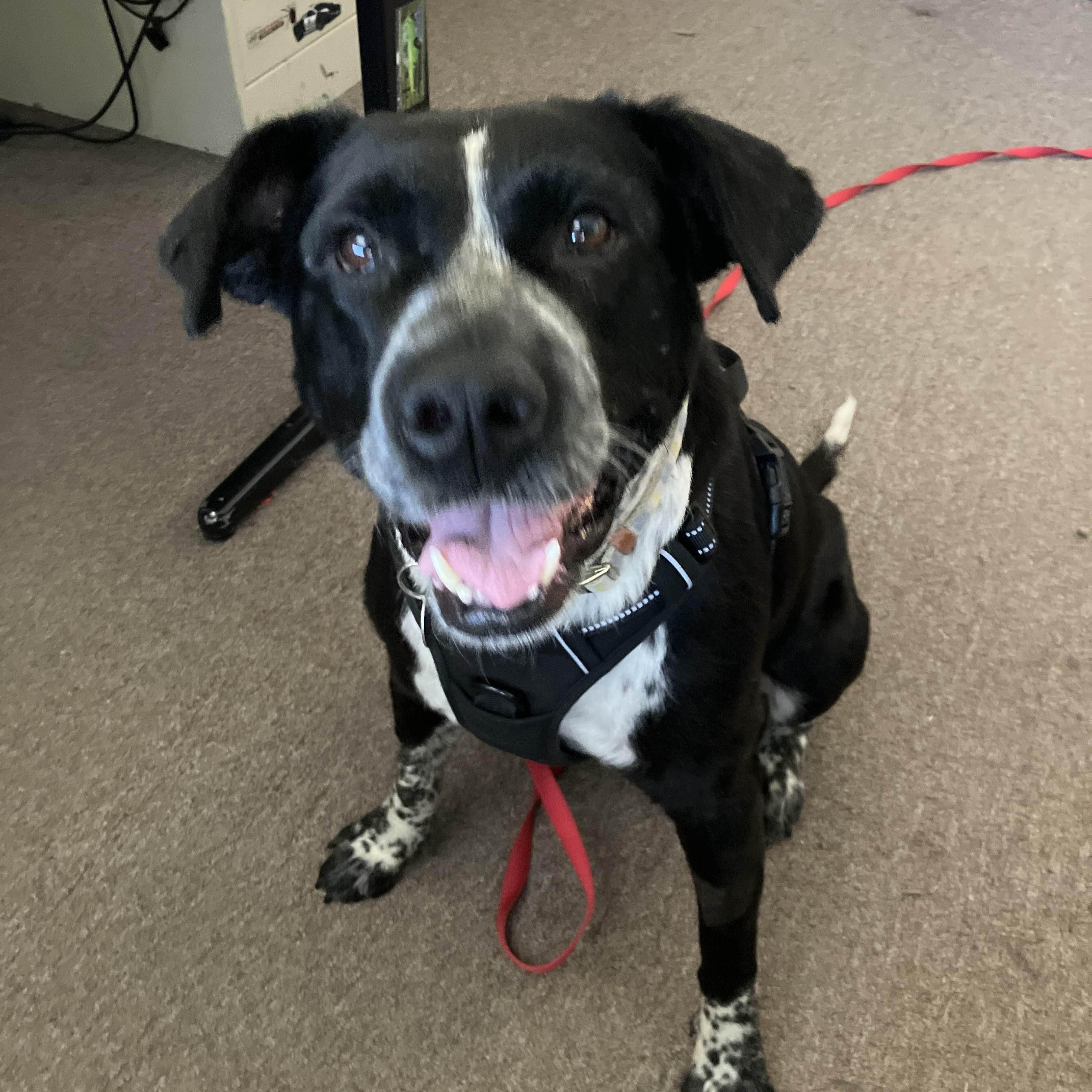 Enlarge Bravo, a Adoptable mixed breed in Austin, TX image 2/5