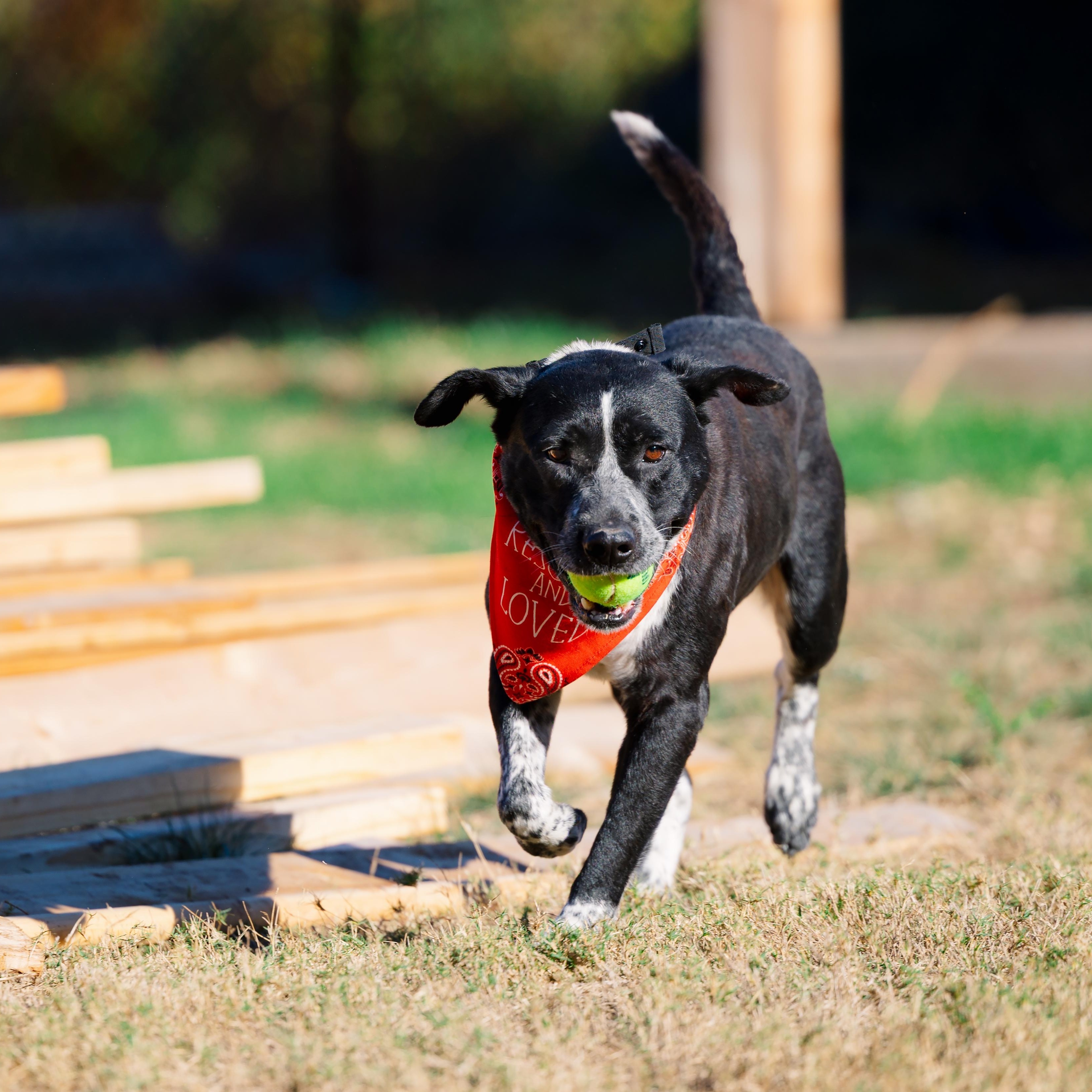Enlarge Bravo, a Adoptable mixed breed in Austin, TX image 4/5