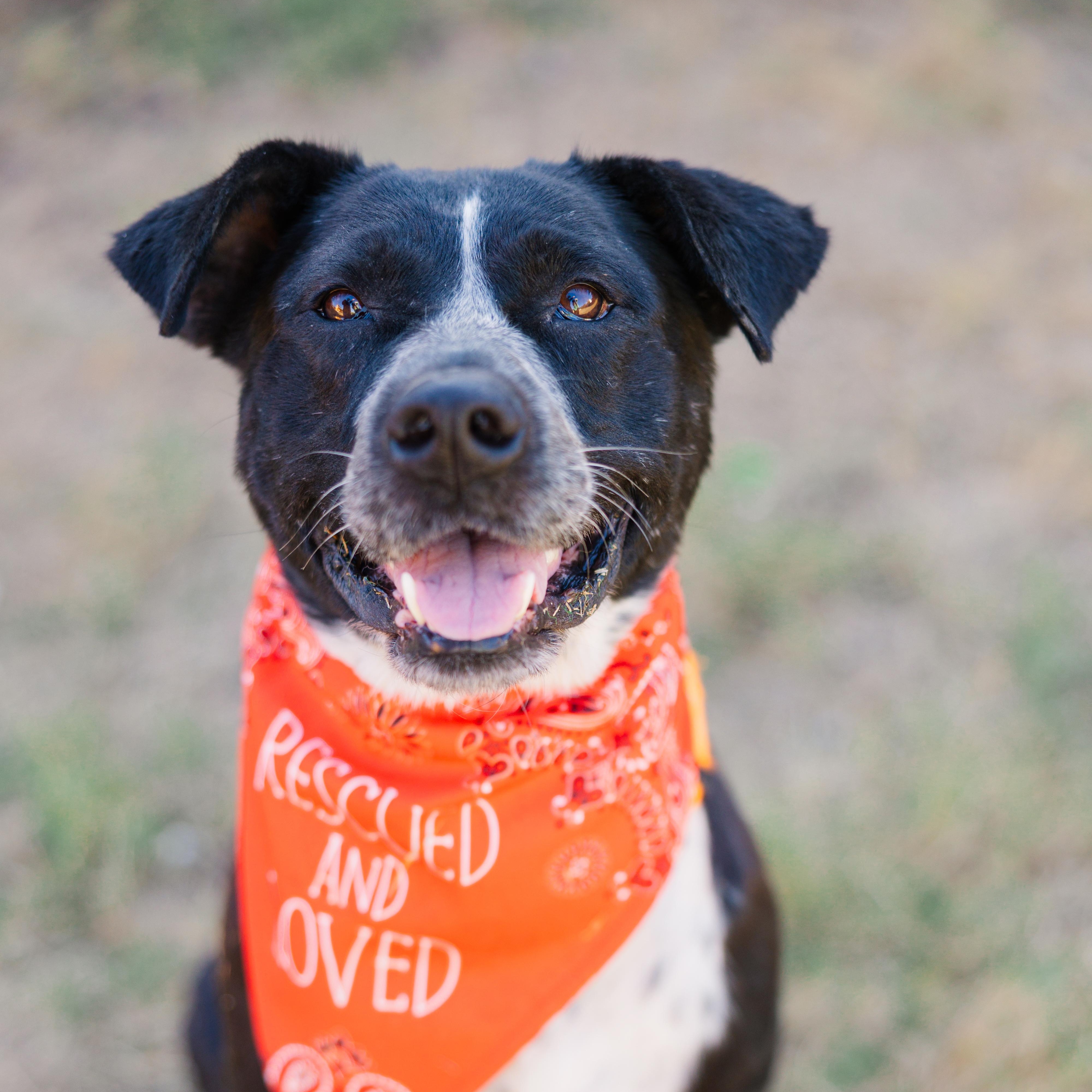 Enlarge Bravo, a Adoptable mixed breed in Austin, TX image 1/5