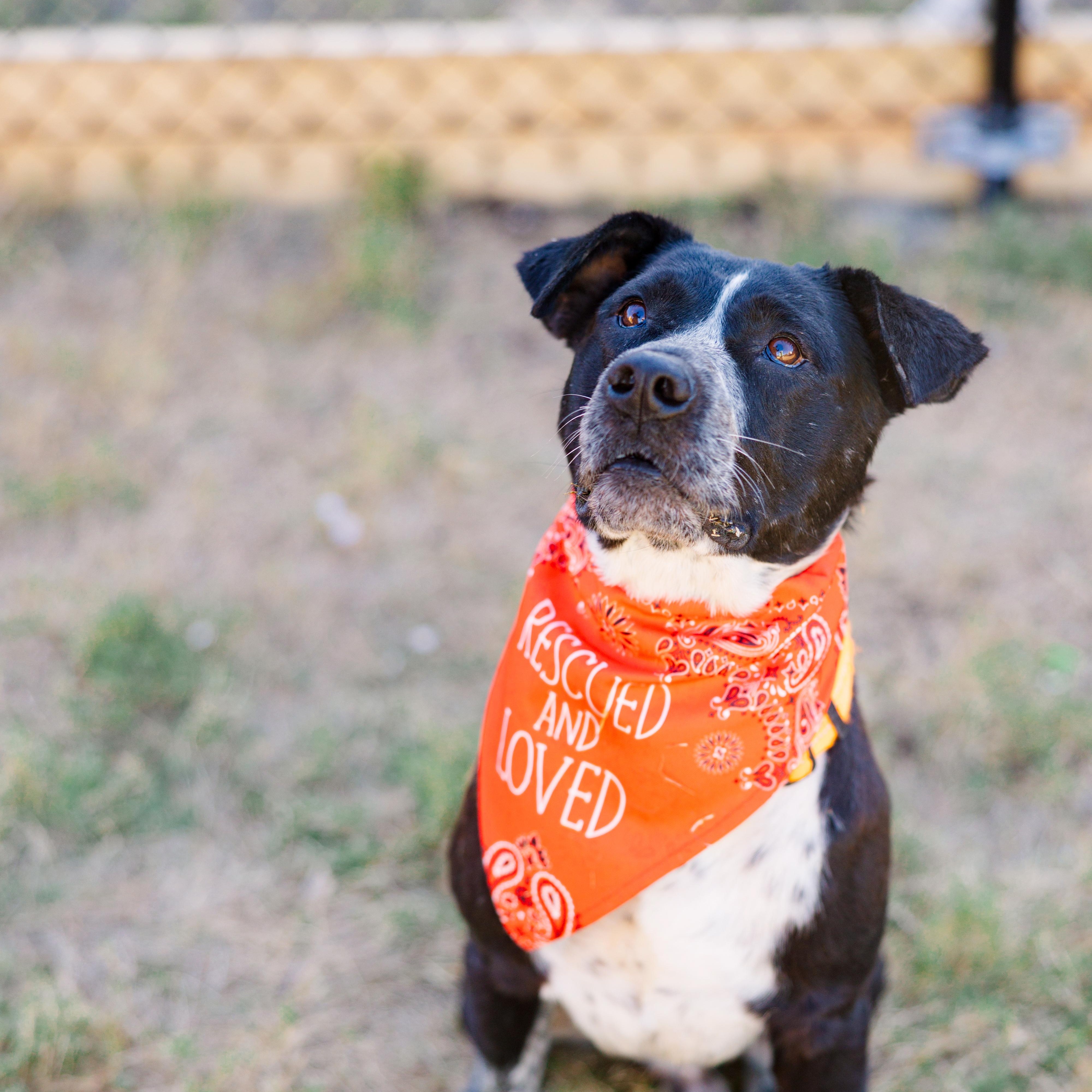 Enlarge Bravo, a Adoptable mixed breed in Austin, TX image 5/5