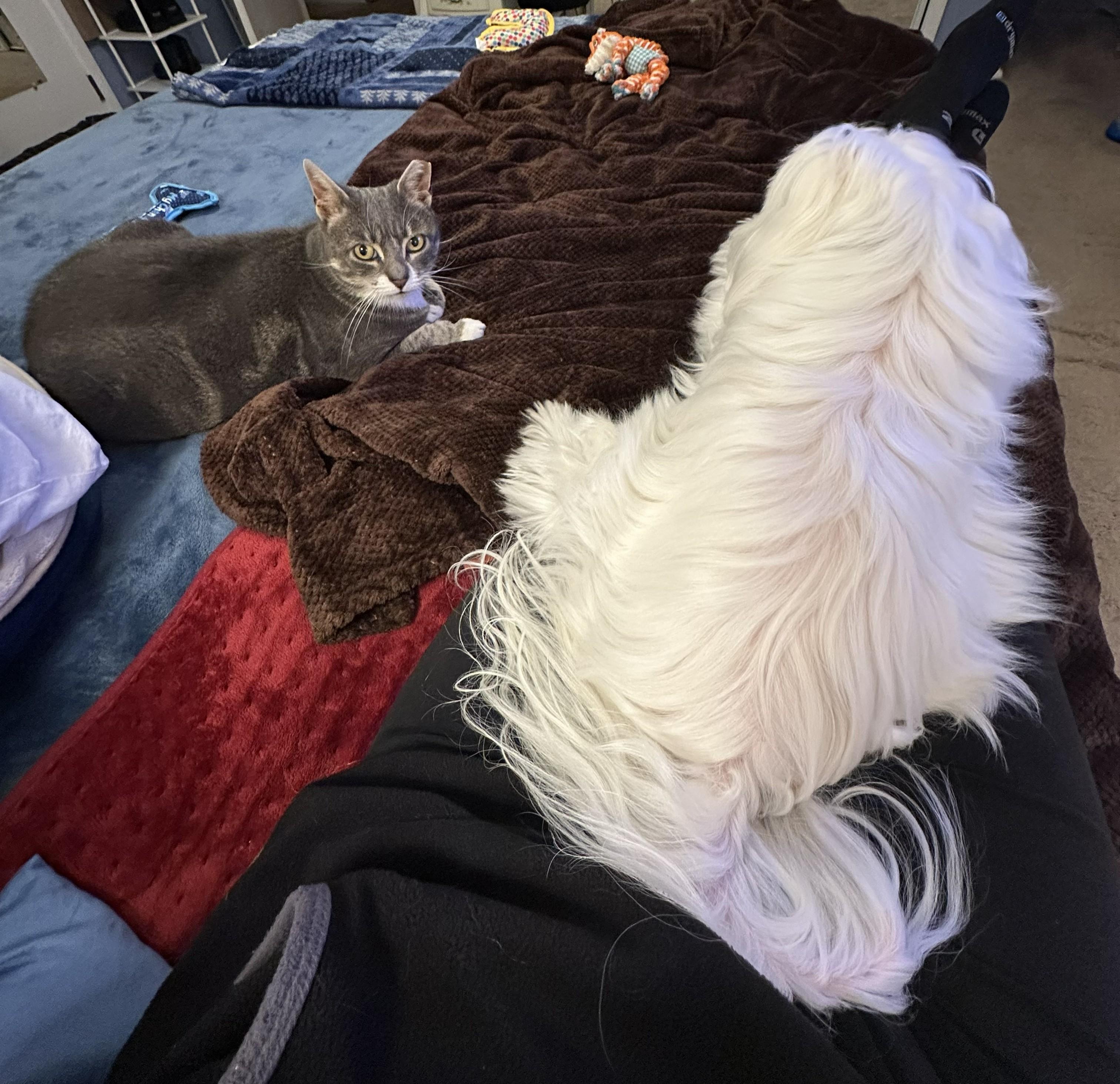 Enlarge Kaiya, a ADOPTABLE Domestic Short Hair in Wayne, NJ image 3/4