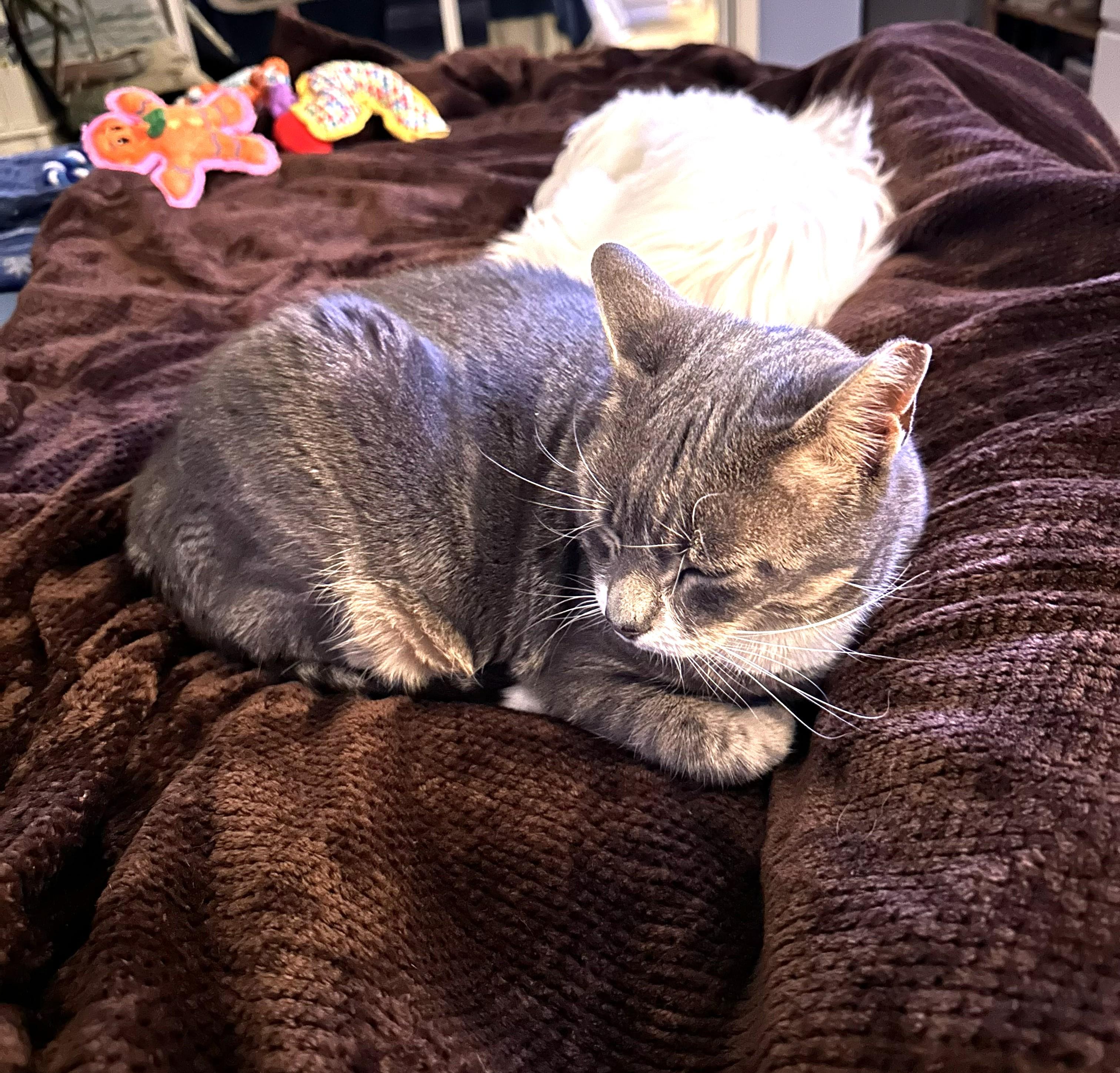 Enlarge Kaiya, a ADOPTABLE Domestic Short Hair in Wayne, NJ image 1/4