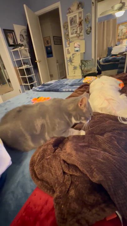 Enlarge Kaiya, a ADOPTABLE Domestic Short Hair in Wayne, NJ video 4/4