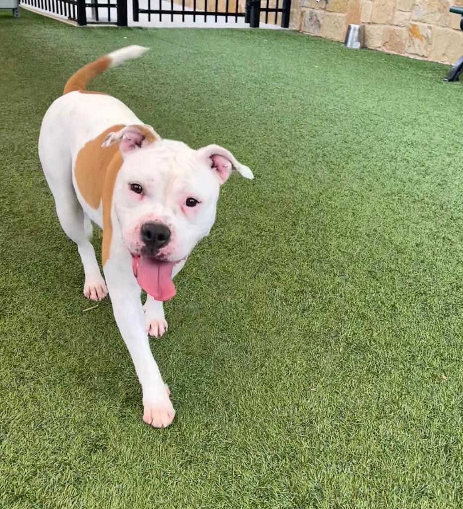 Enlarge Noe, a Adoptable mixed breed in Seguin, TX image 1/3