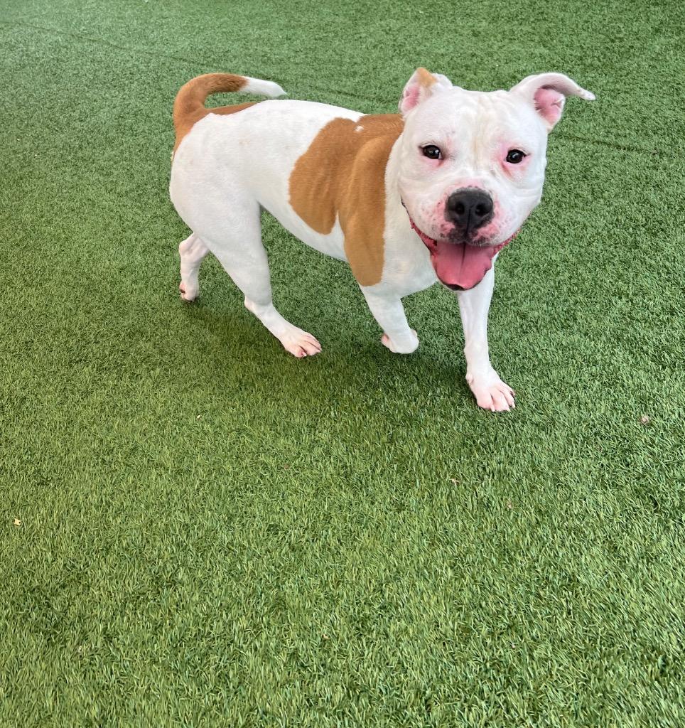 Enlarge Noe, a Adoptable mixed breed in Seguin, TX image 2/3