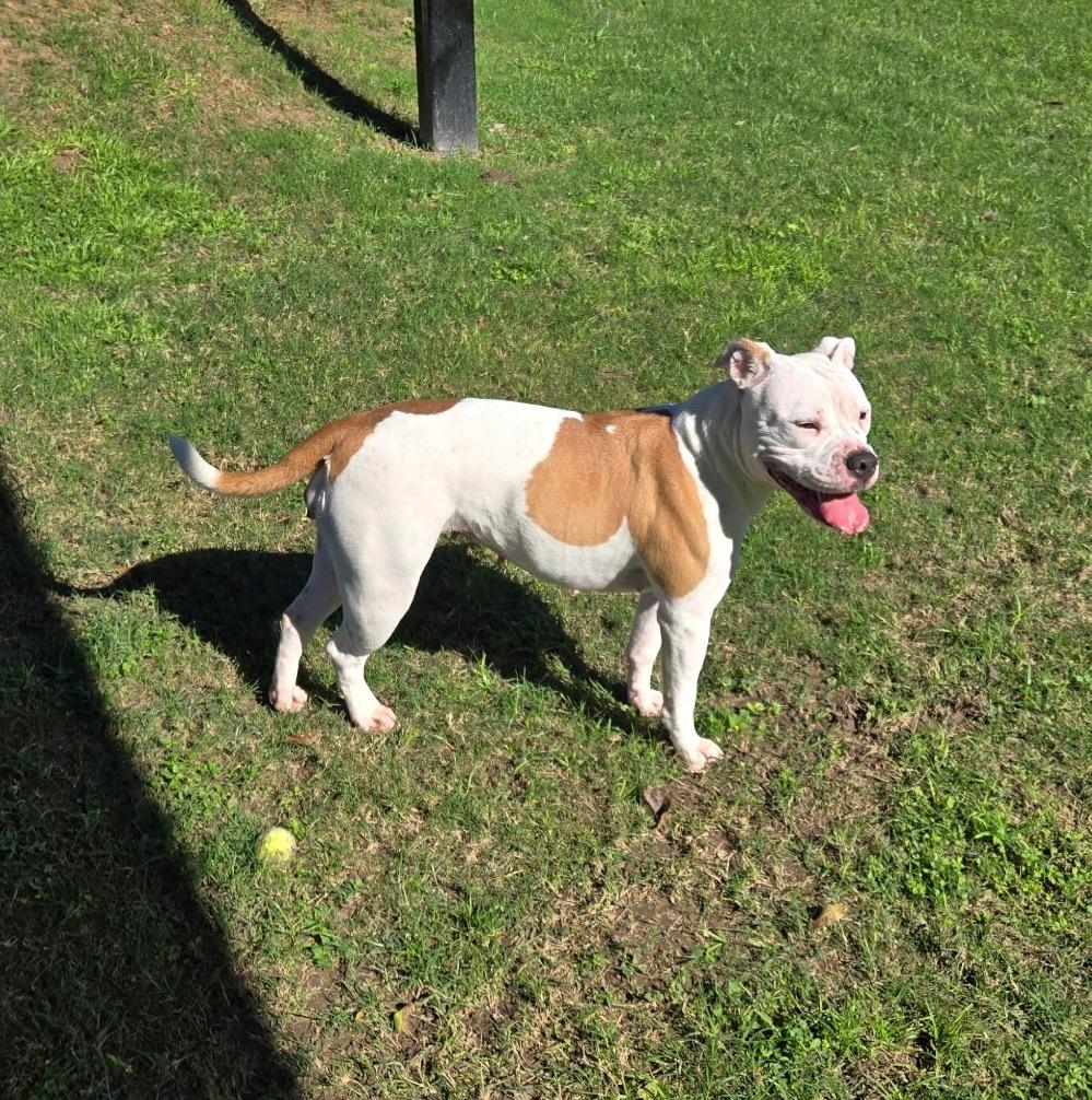 Enlarge Noe, a Adoptable mixed breed in Seguin, TX image 3/3