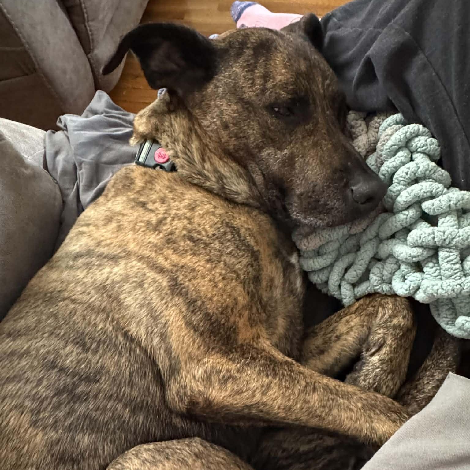 Sophie, a ADOPTABLE mixed breed in Colchester, CT image 2/6