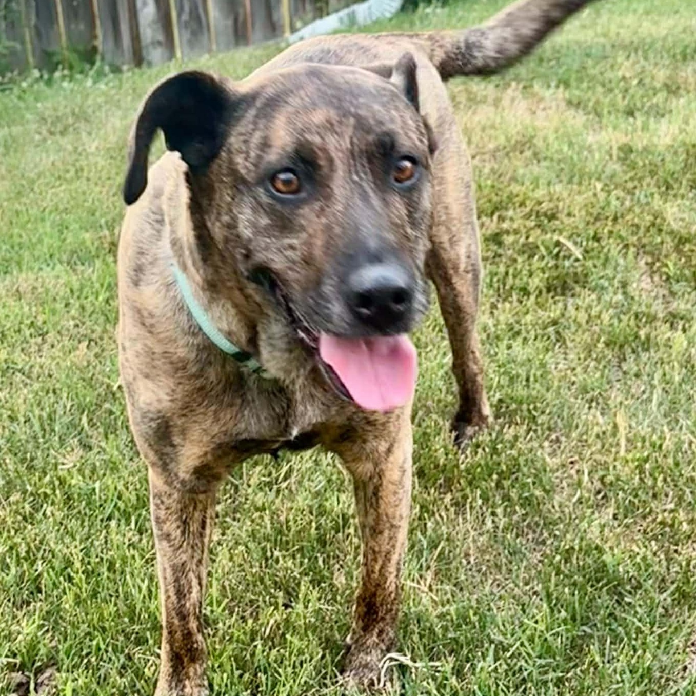 Sophie, a ADOPTABLE mixed breed in Colchester, CT image 4/6