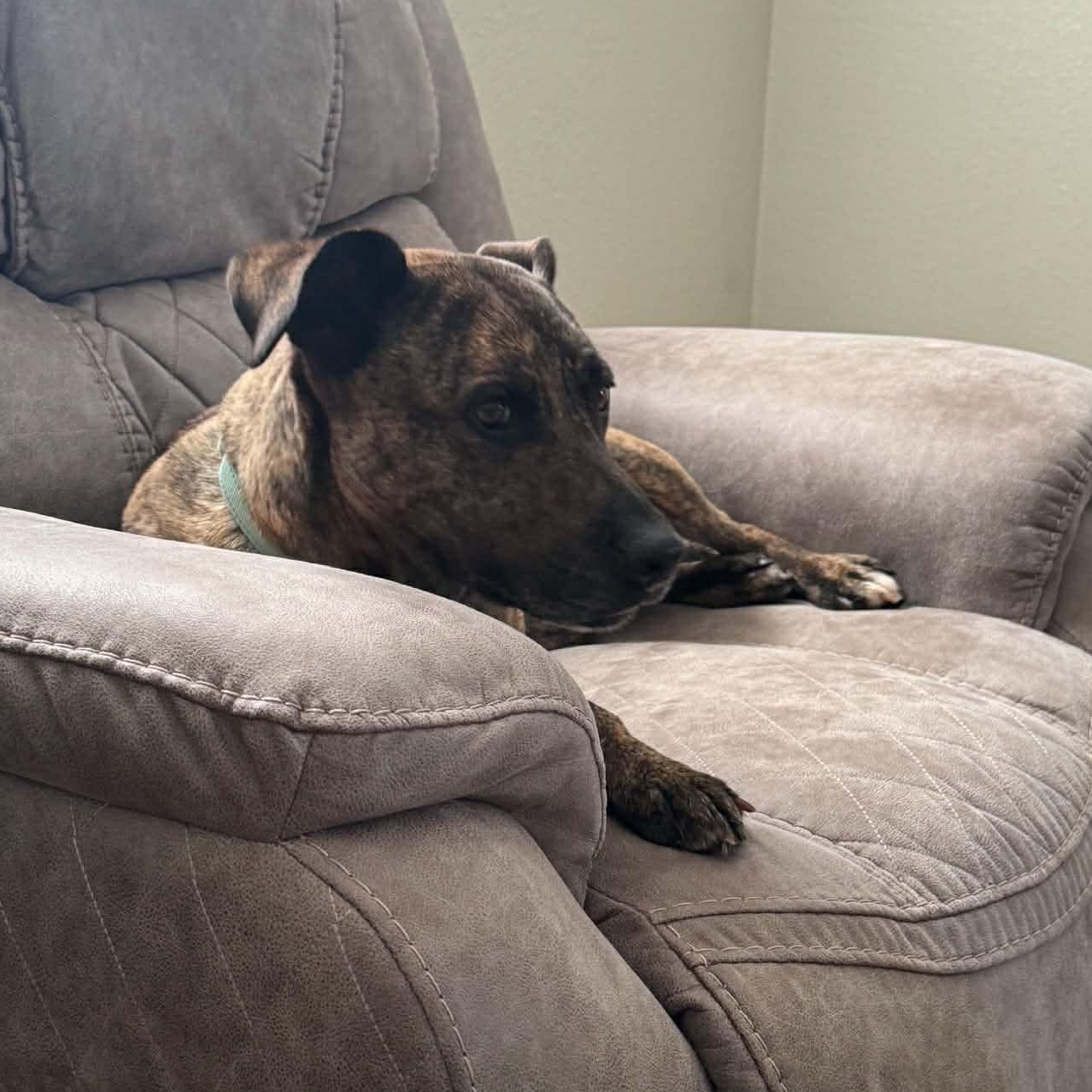 Sophie, a ADOPTABLE mixed breed in Colchester, CT image 5/6